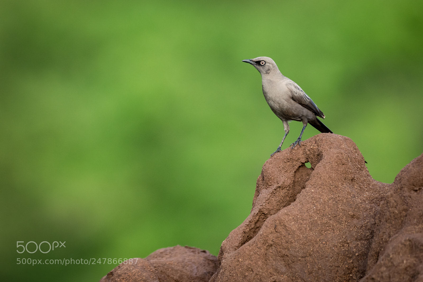 Nikon D810 sample photo. Ashy starling standing on photography
