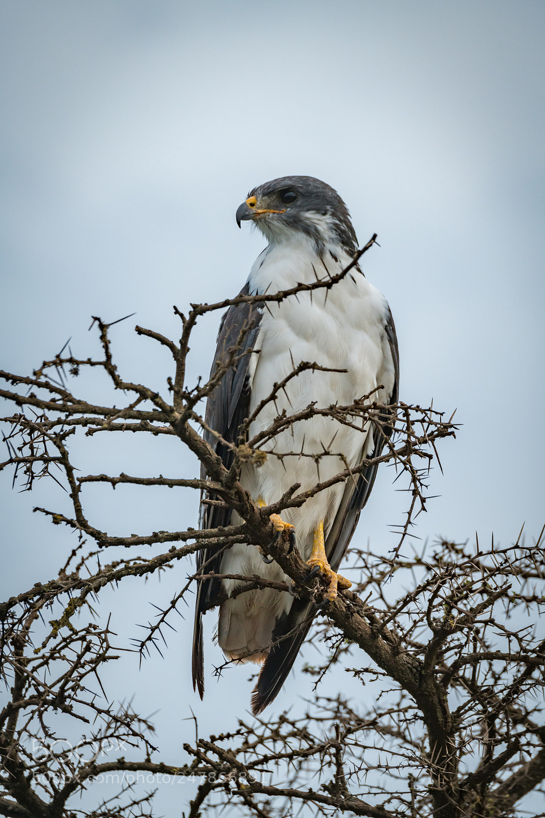 Nikon D850 sample photo. Augur buzzard in thorny photography