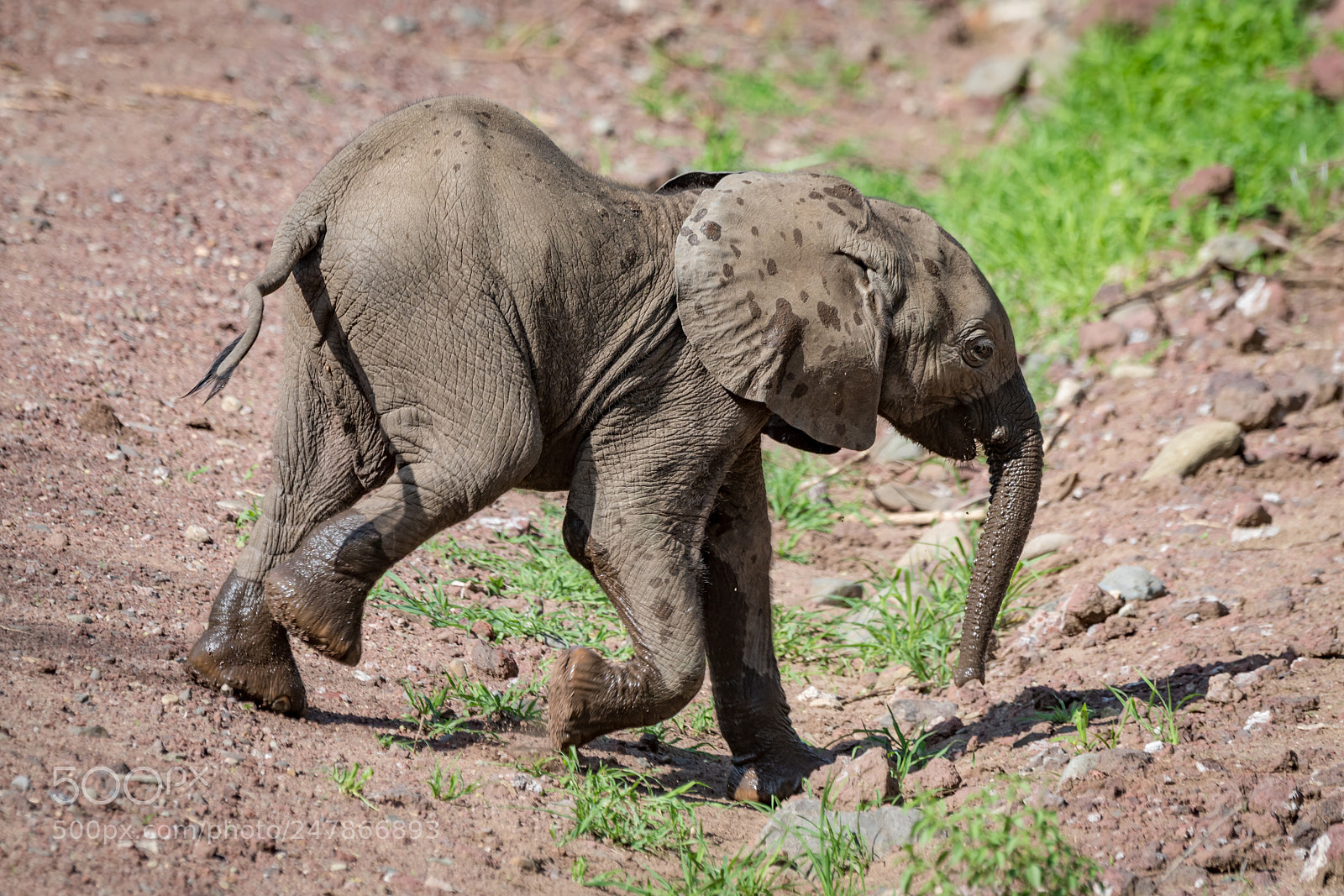 Nikon D810 sample photo. Baby african elephant walks photography