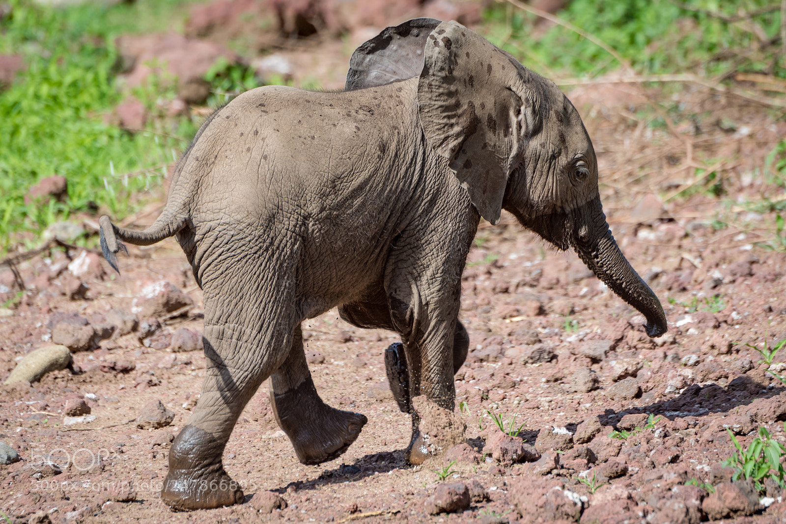 Nikon D810 sample photo. Baby african elephant walks photography