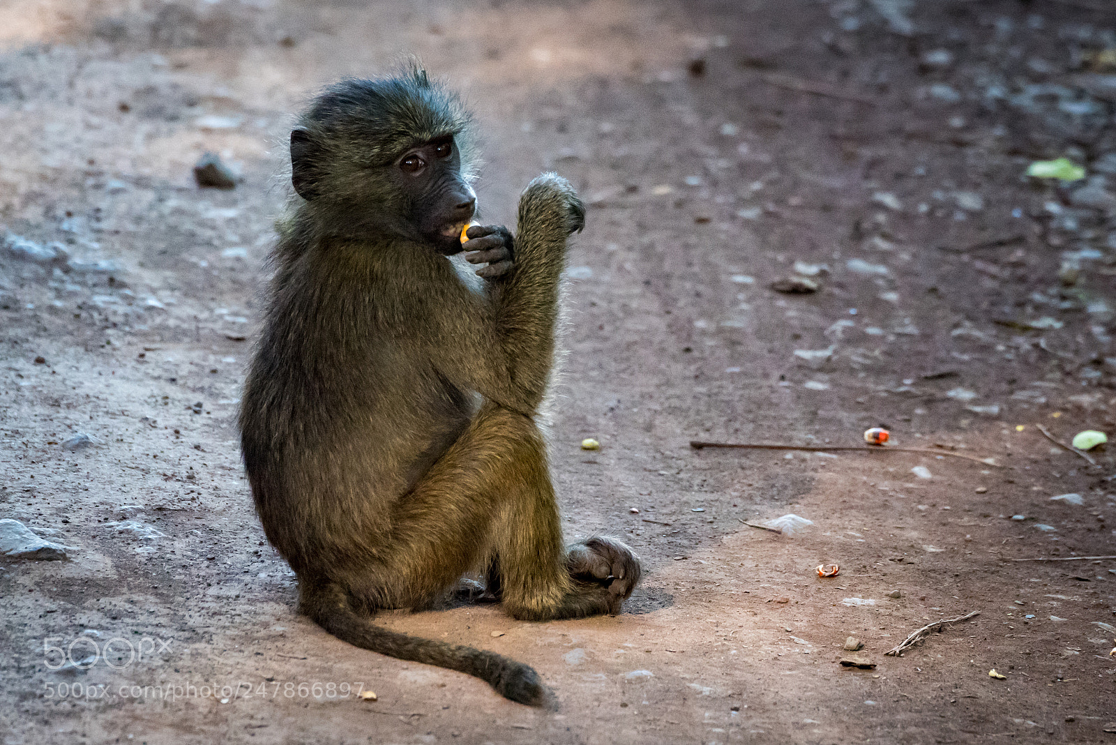 Nikon D810 sample photo. Baby olive baboon eats photography