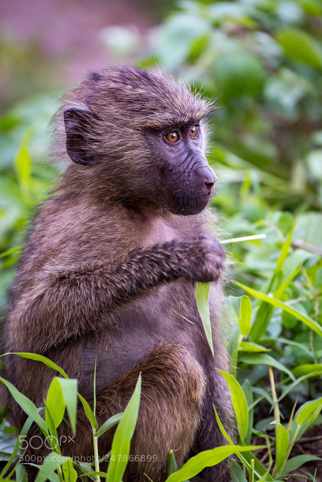 Nikon D810 sample photo. Baby olive baboon holding photography