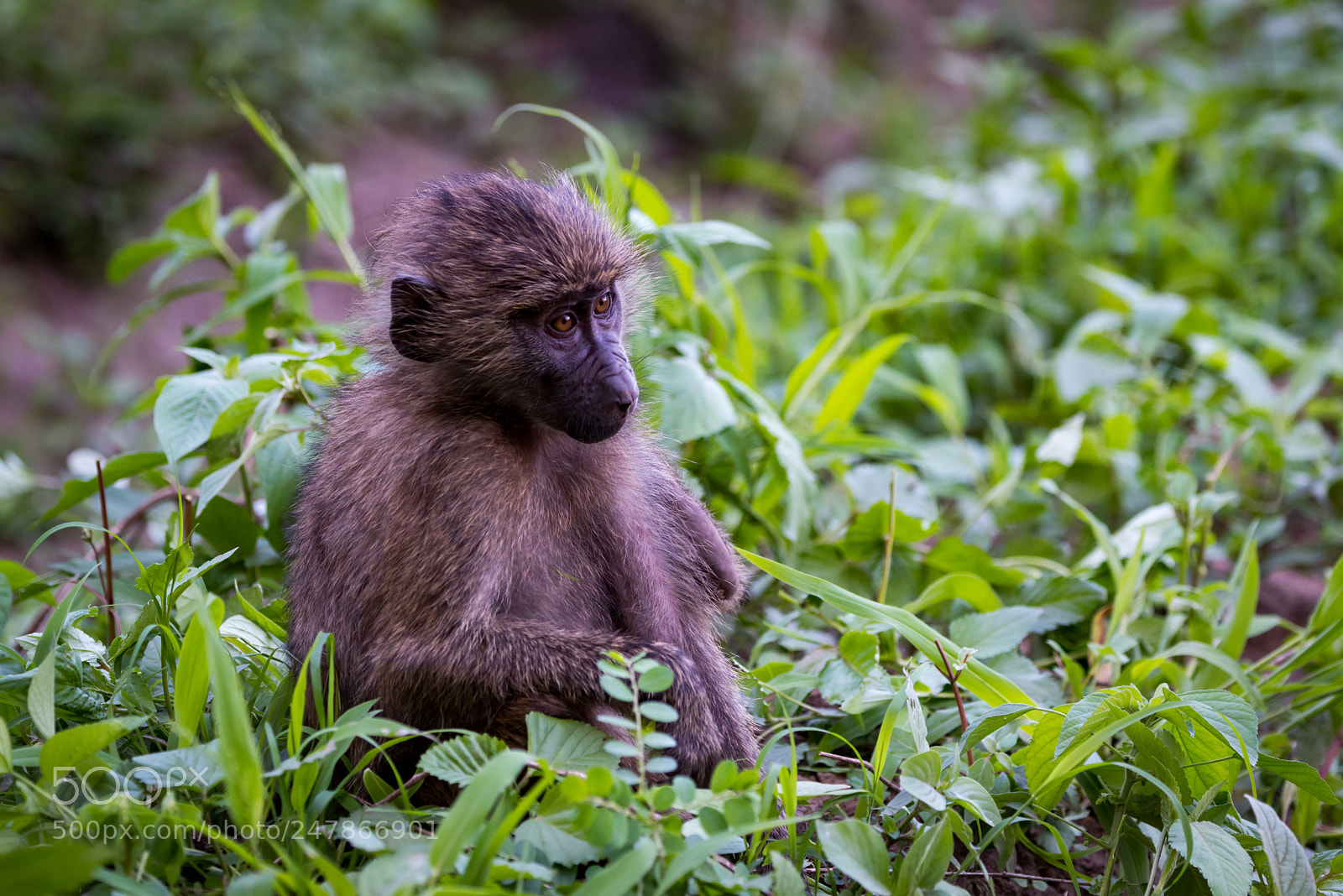 Nikon D810 sample photo. Baby olive baboon sitting photography