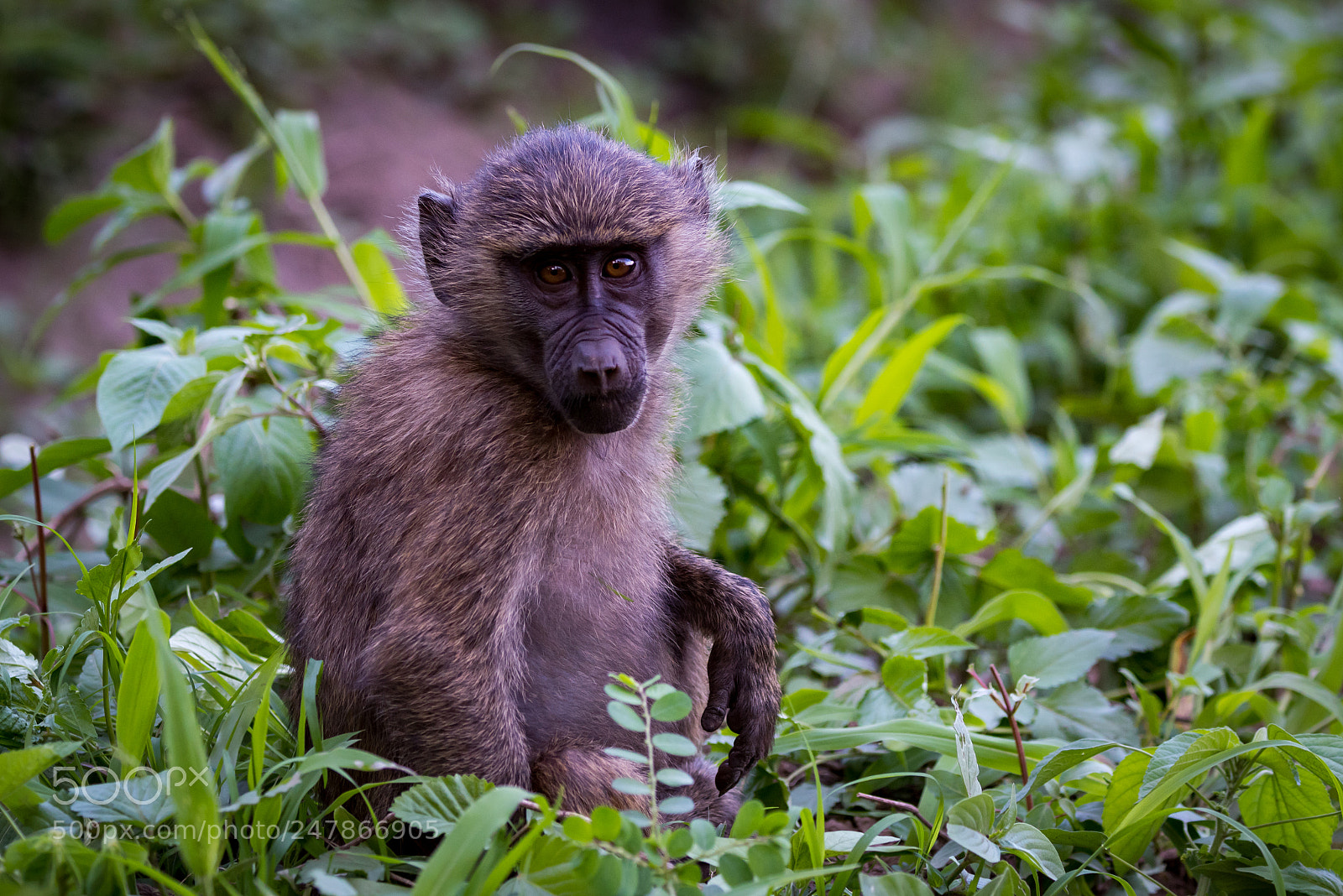 Nikon D810 sample photo. Baby olive baboon sitting photography