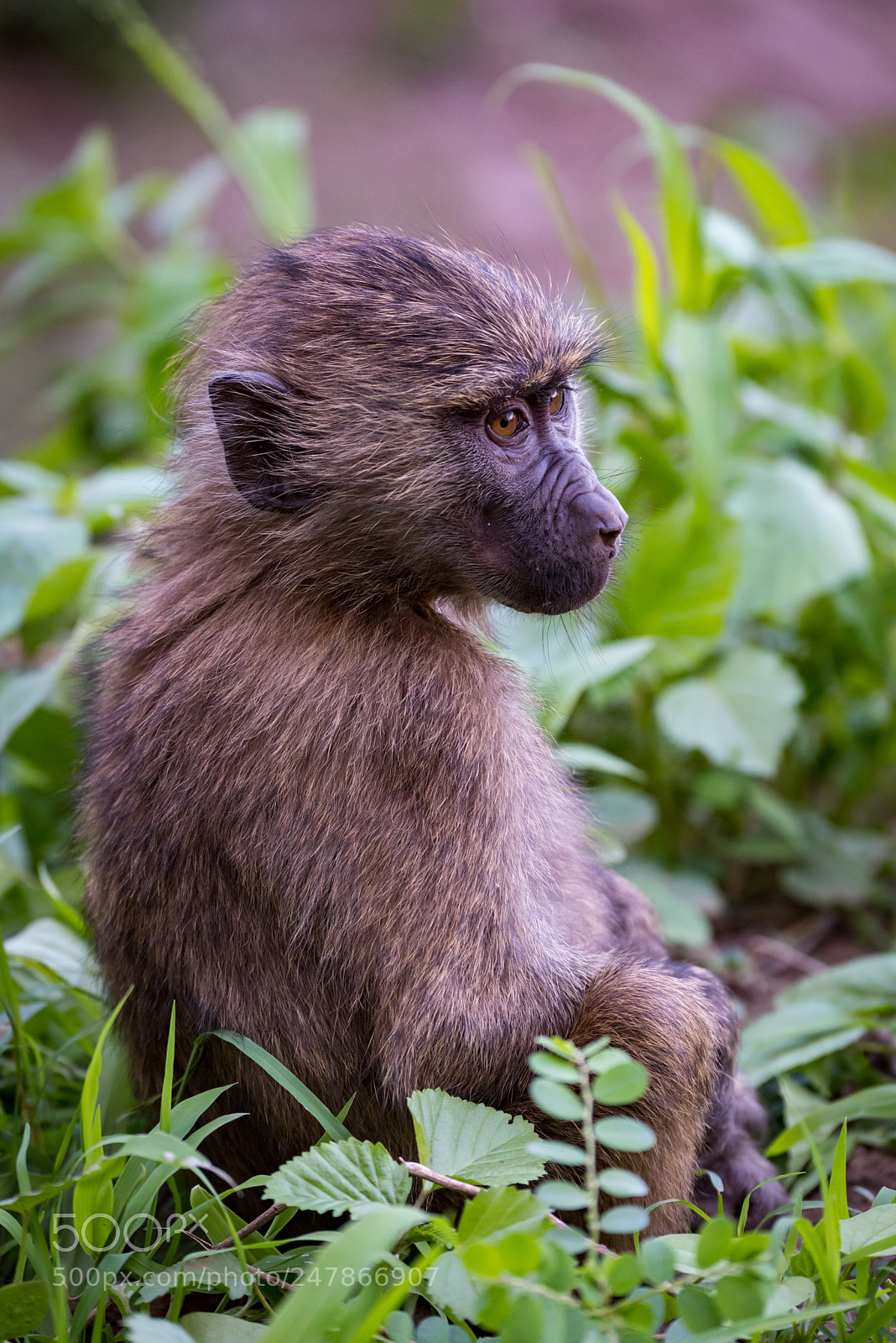 Nikon D810 sample photo. Baby olive baboon staring photography