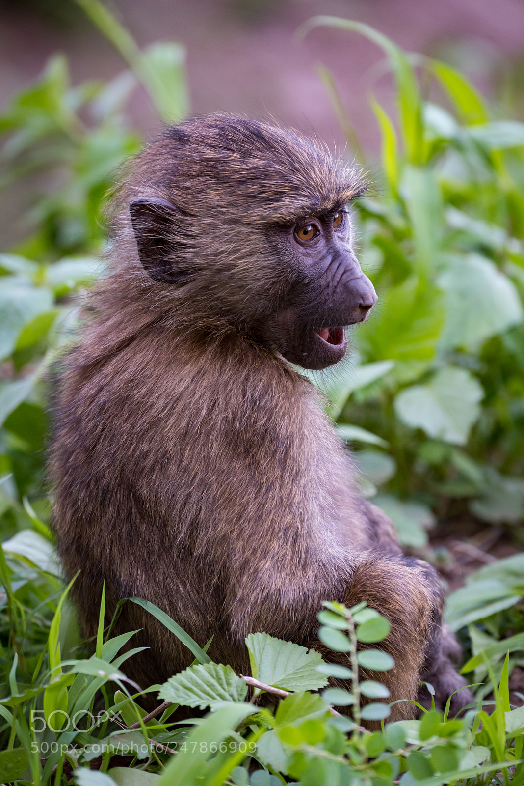 Nikon D810 sample photo. Baby olive baboon staring photography
