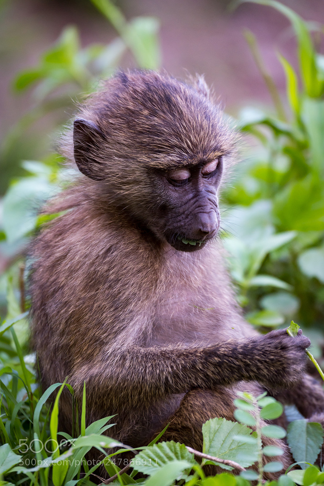 Nikon D810 sample photo. Baby olive baboon studying photography