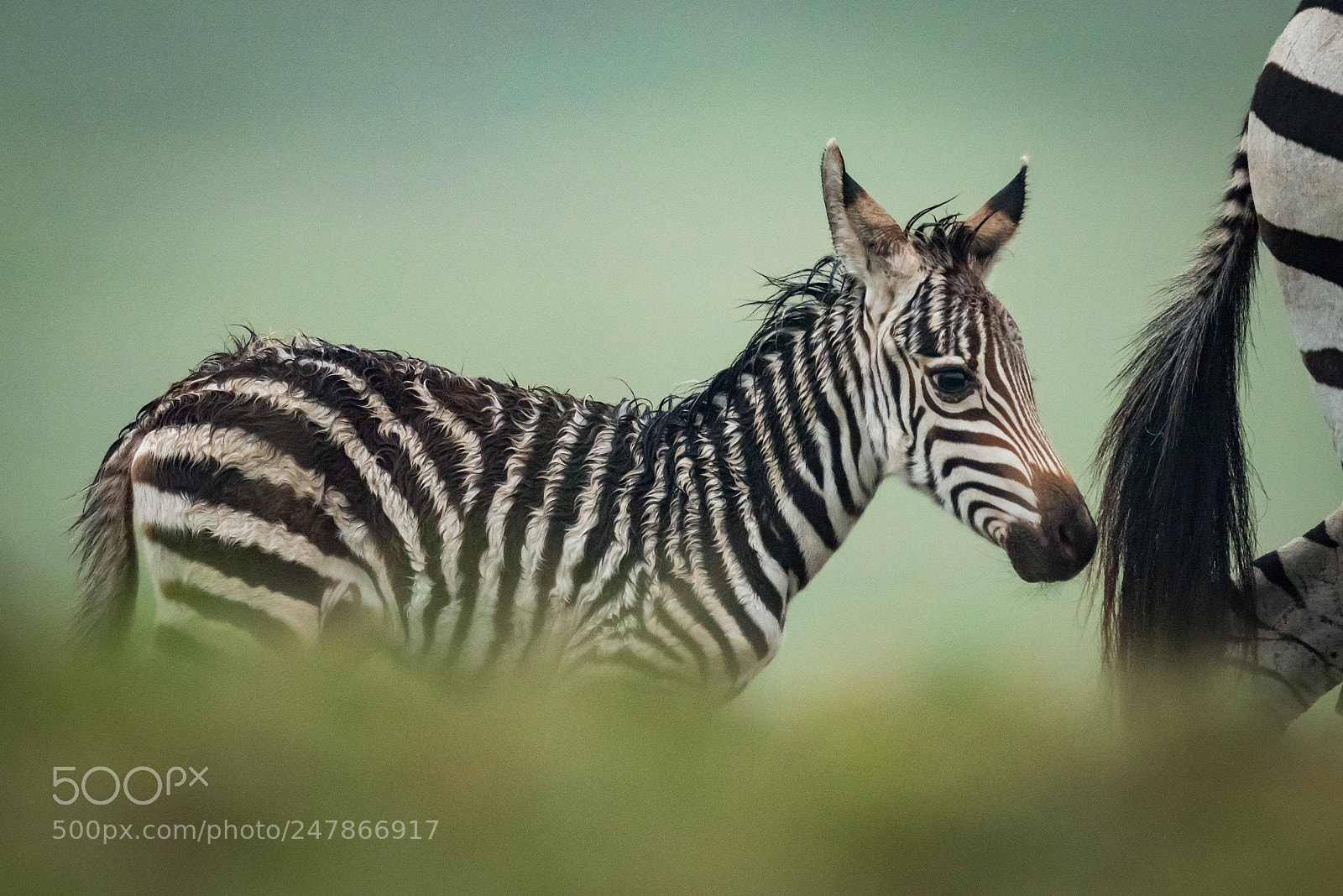 Nikon D810 sample photo. Baby plains zebra follows photography