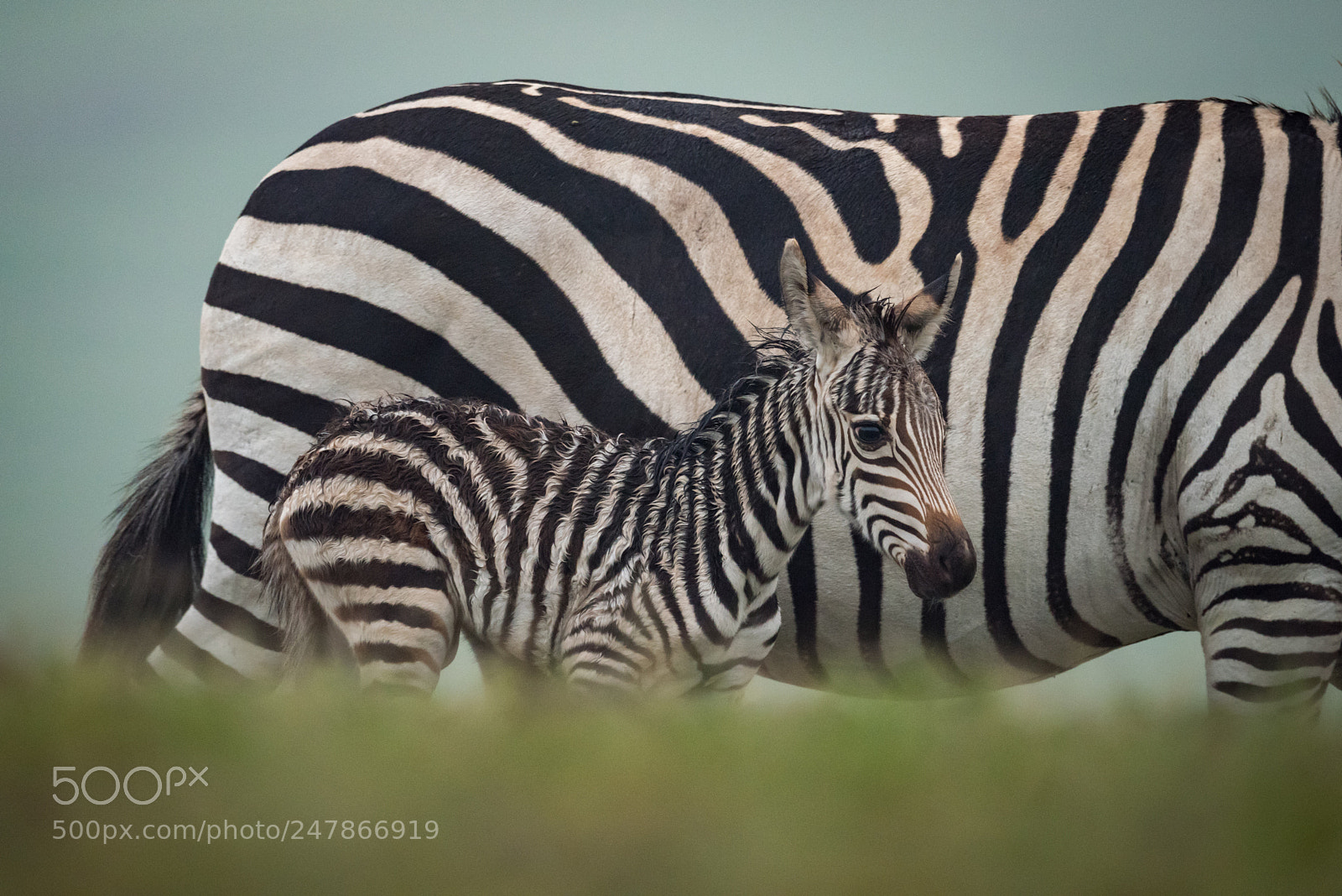 Nikon D810 sample photo. Baby plains zebra behind photography