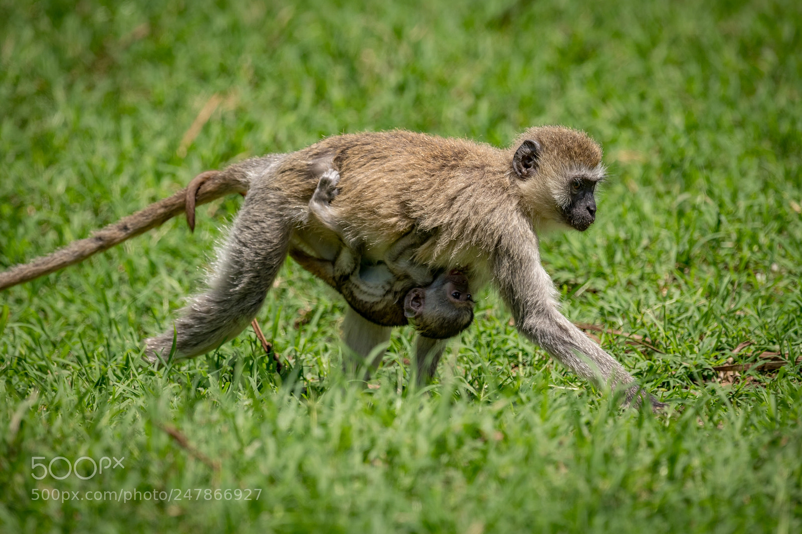 Nikon D850 sample photo. Baby vervet monkey clinging photography