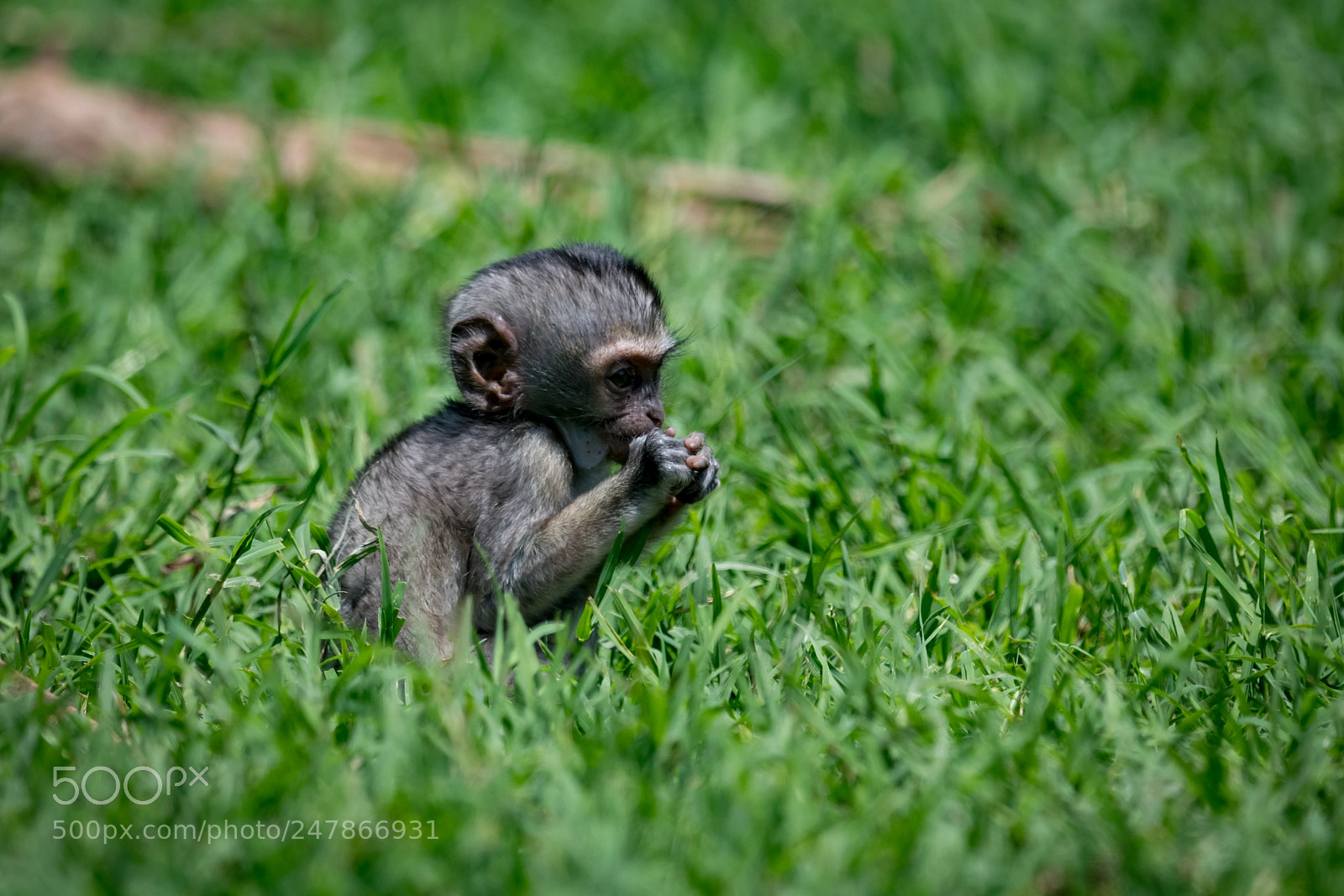 Nikon D850 sample photo. Baby vervet monkey eating photography
