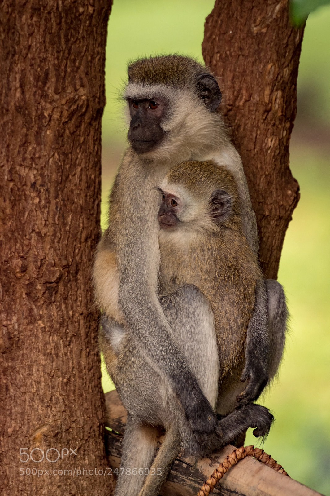Nikon D850 sample photo. Baby vervet monkey with photography