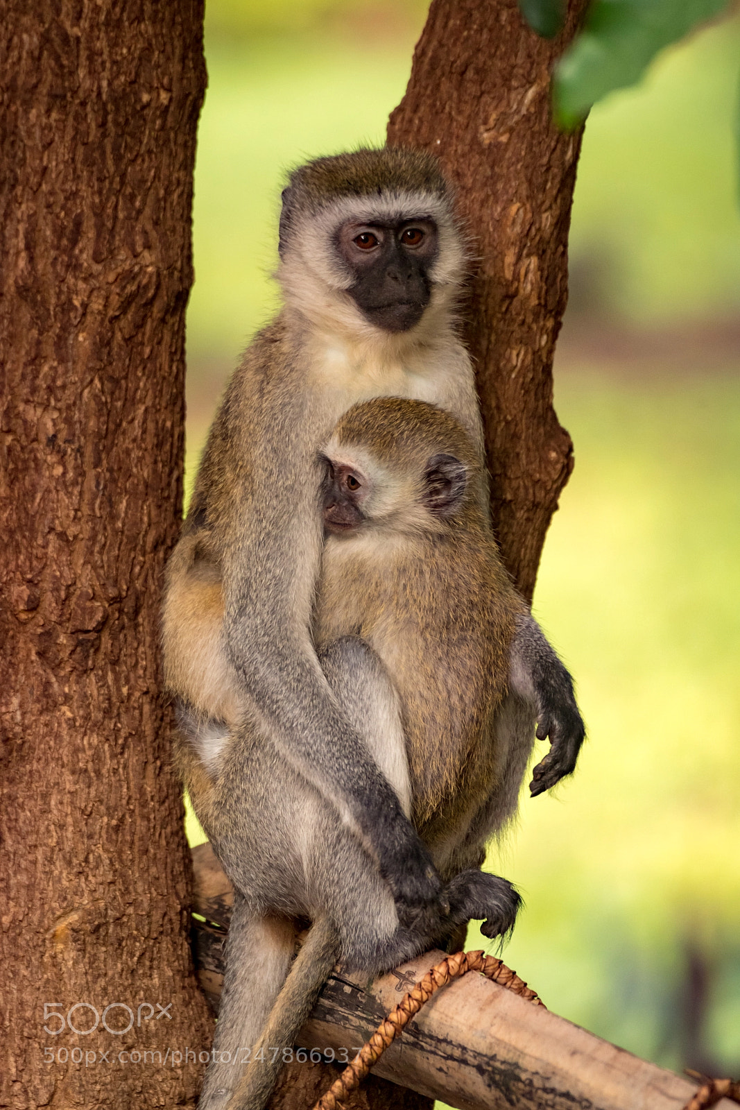 Nikon D850 sample photo. Baby vervet monkey with photography