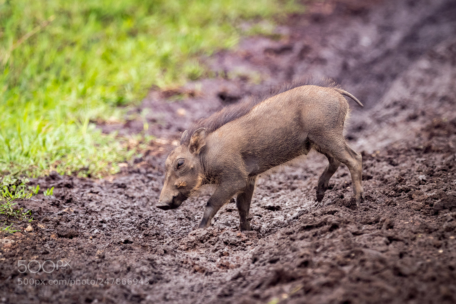 Nikon D810 sample photo. Baby warthog crosses muddy photography