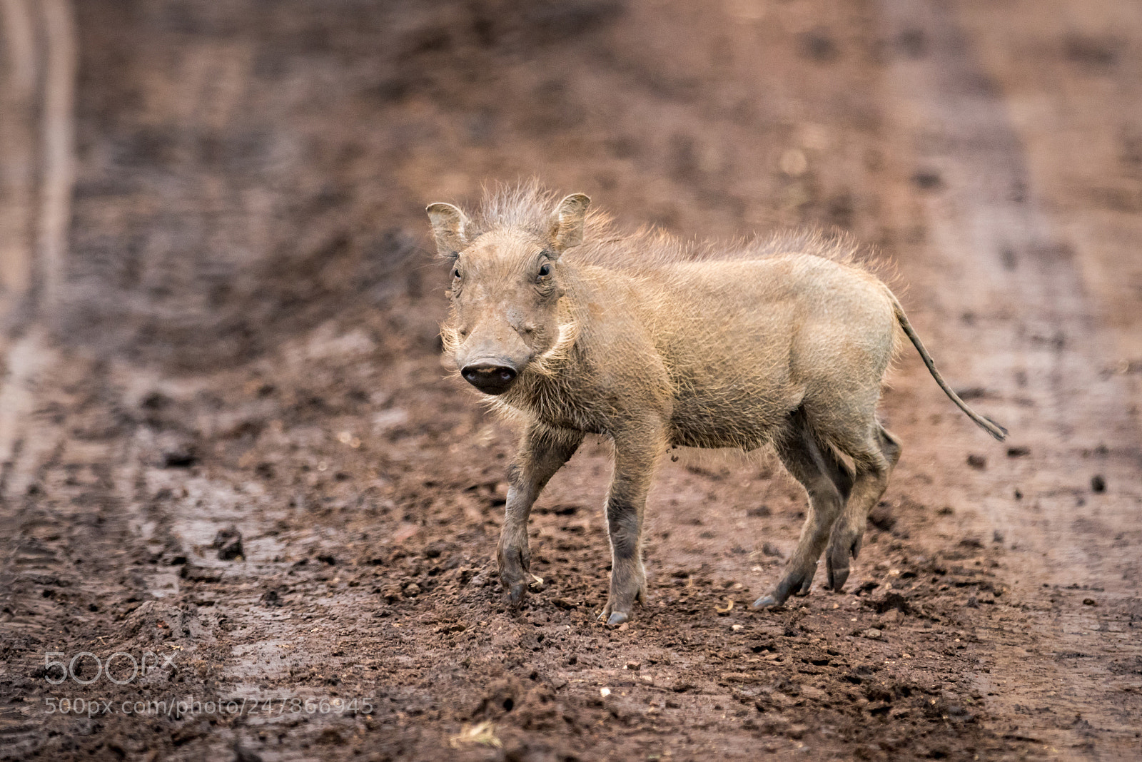 Nikon D810 sample photo. Baby warthog facing camera photography