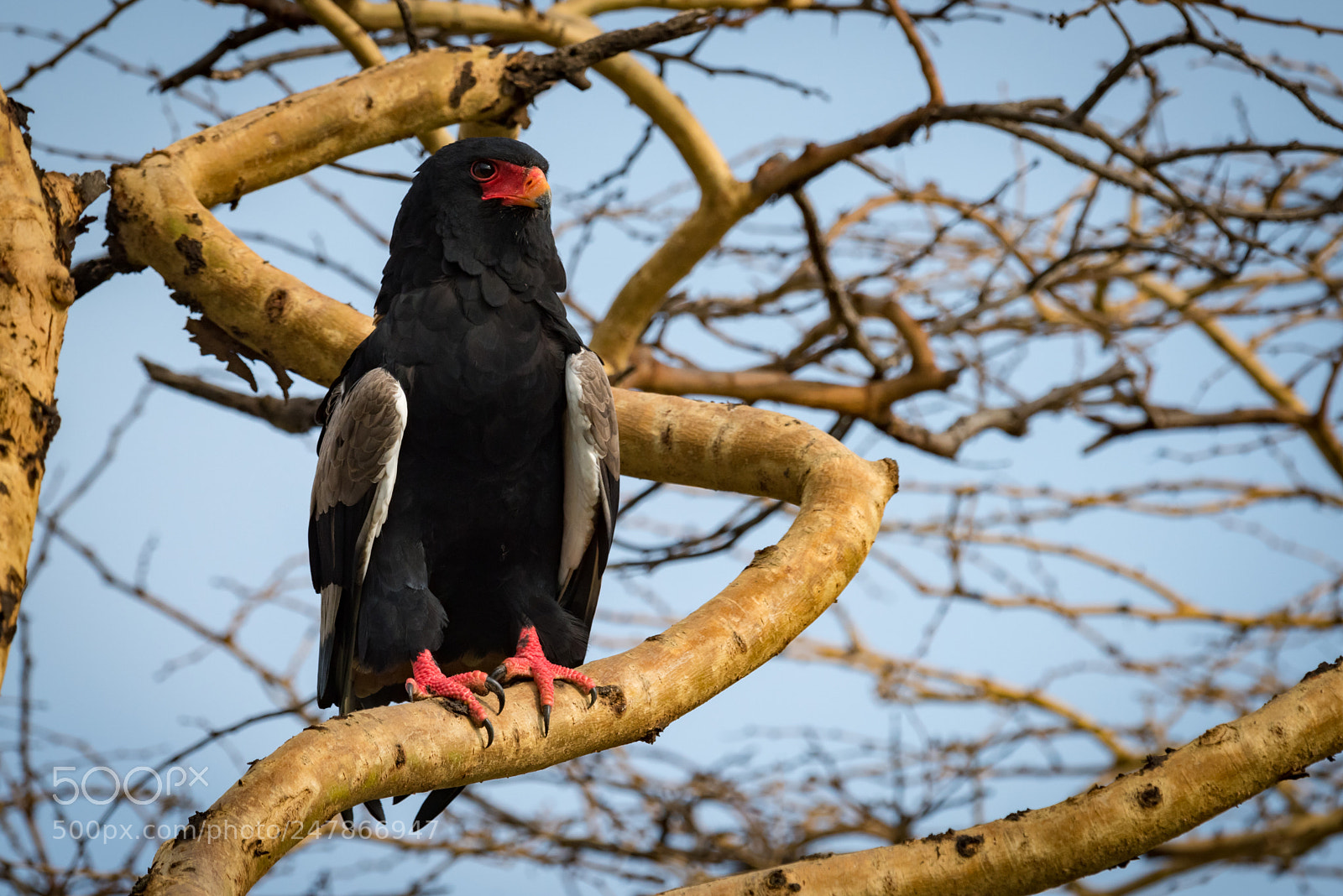 Nikon D810 sample photo. Bateleur eagle on thick photography