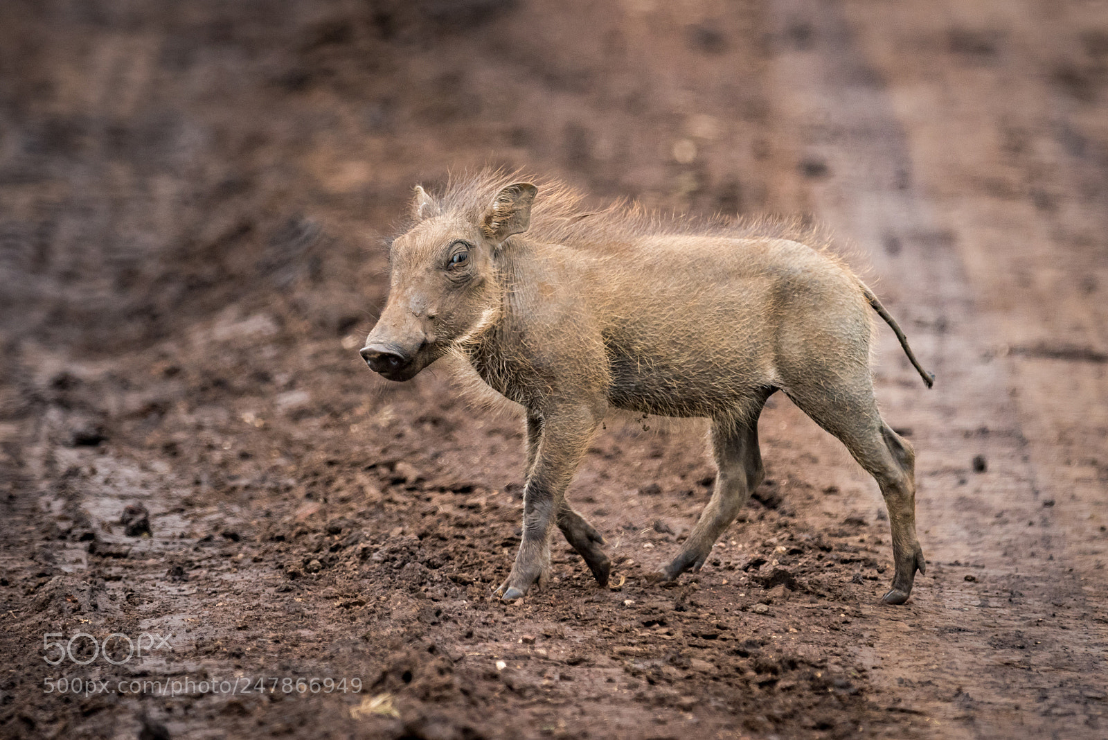 Nikon D810 sample photo. Baby warthog in profile photography