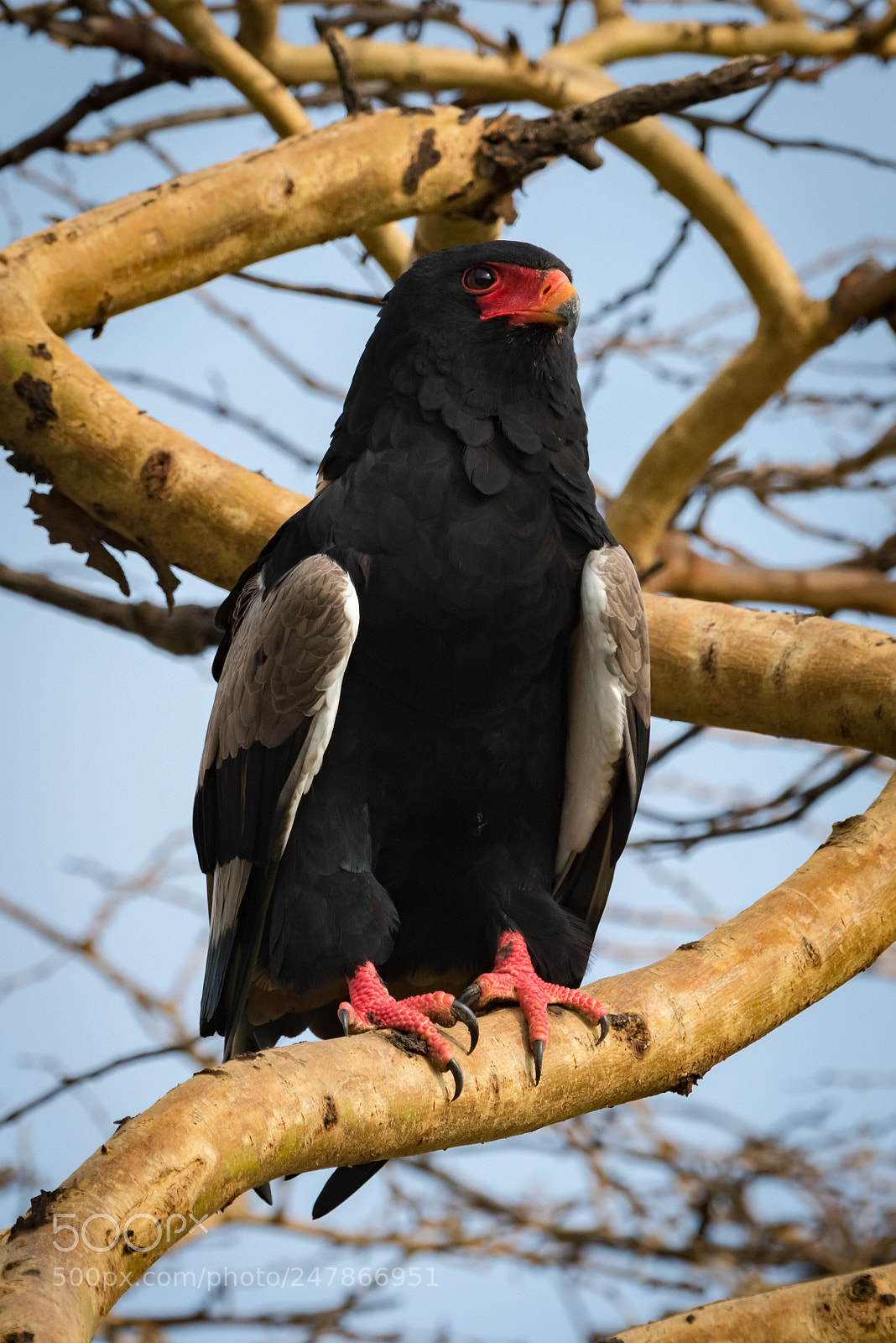 Nikon D810 sample photo. Bateleur eagle on thick photography