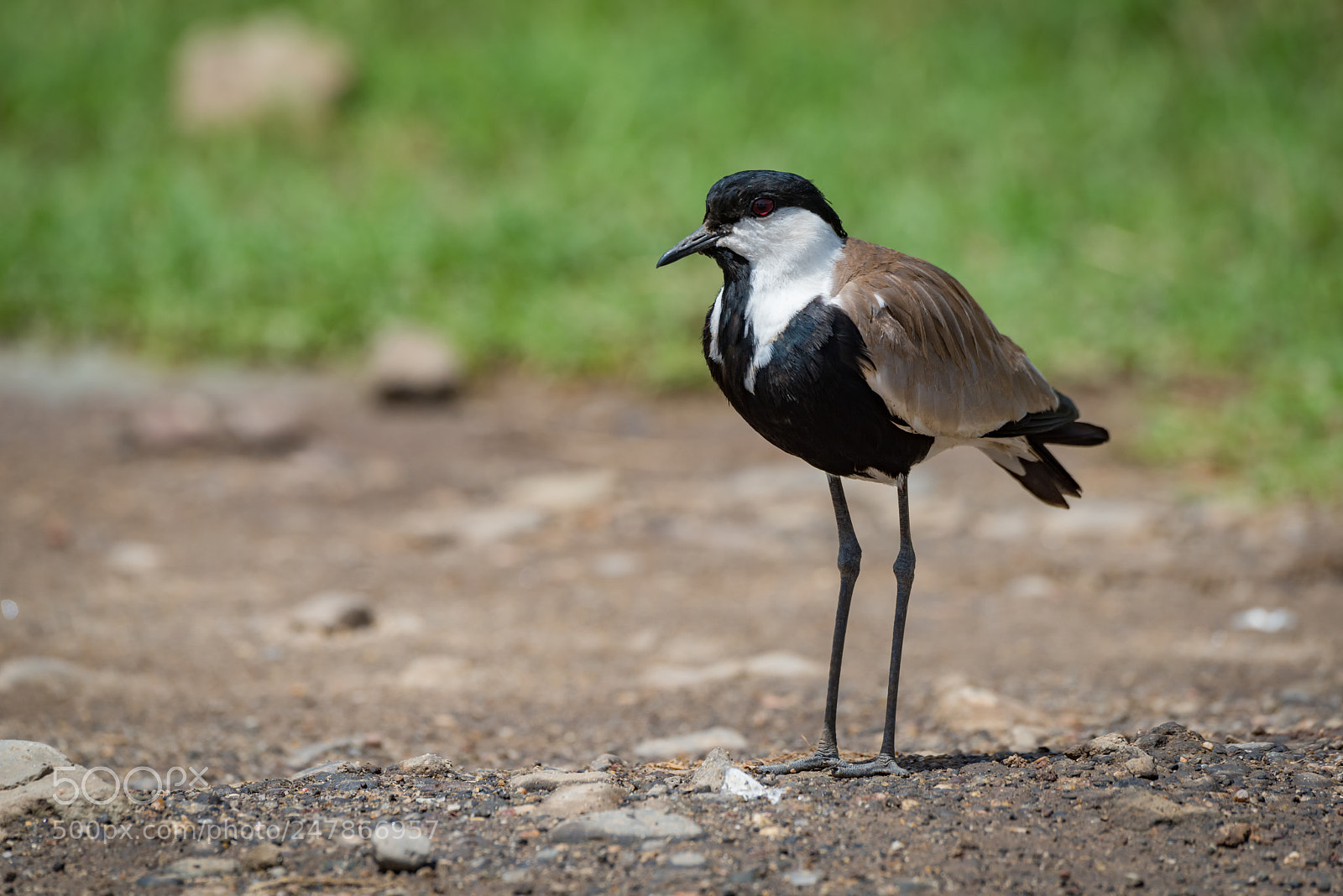 Nikon D810 sample photo. Blacksmith plover standing on photography