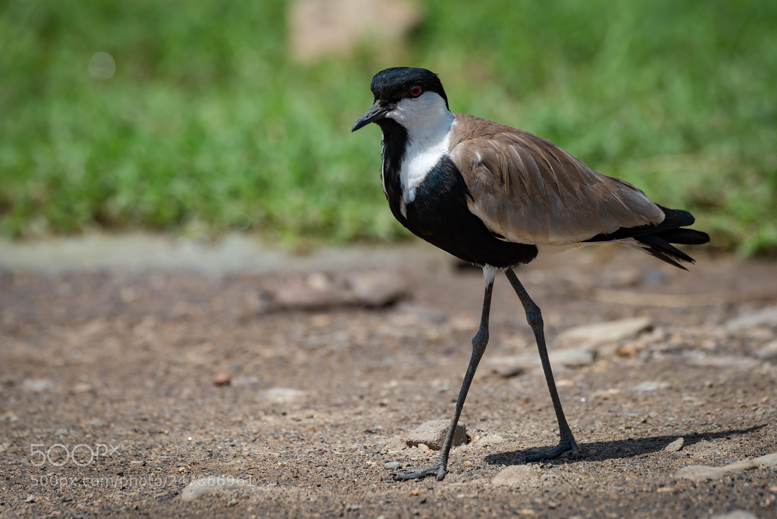 Nikon D810 sample photo. Blacksmith plover walking across photography