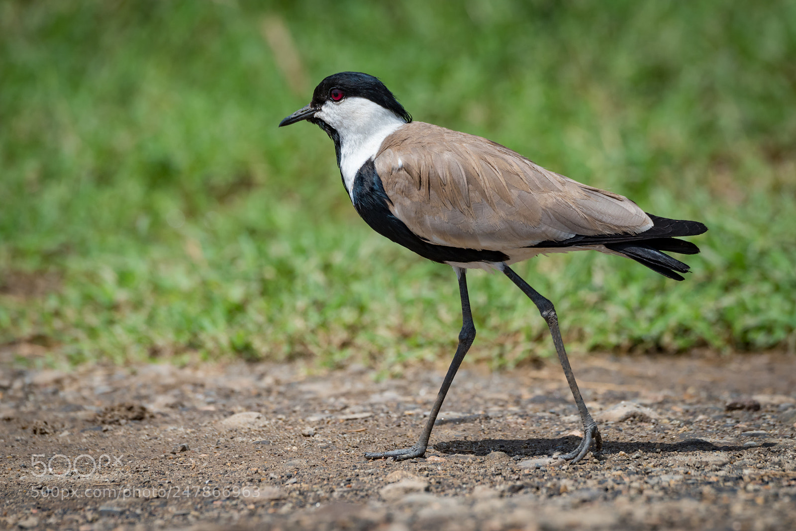 Nikon D810 sample photo. Blacksmith plover walking across photography