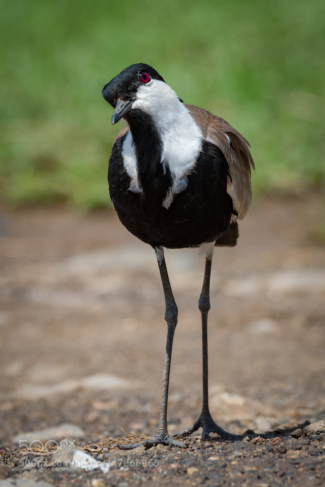 Nikon D810 sample photo. Blacksmith plover with cocked photography