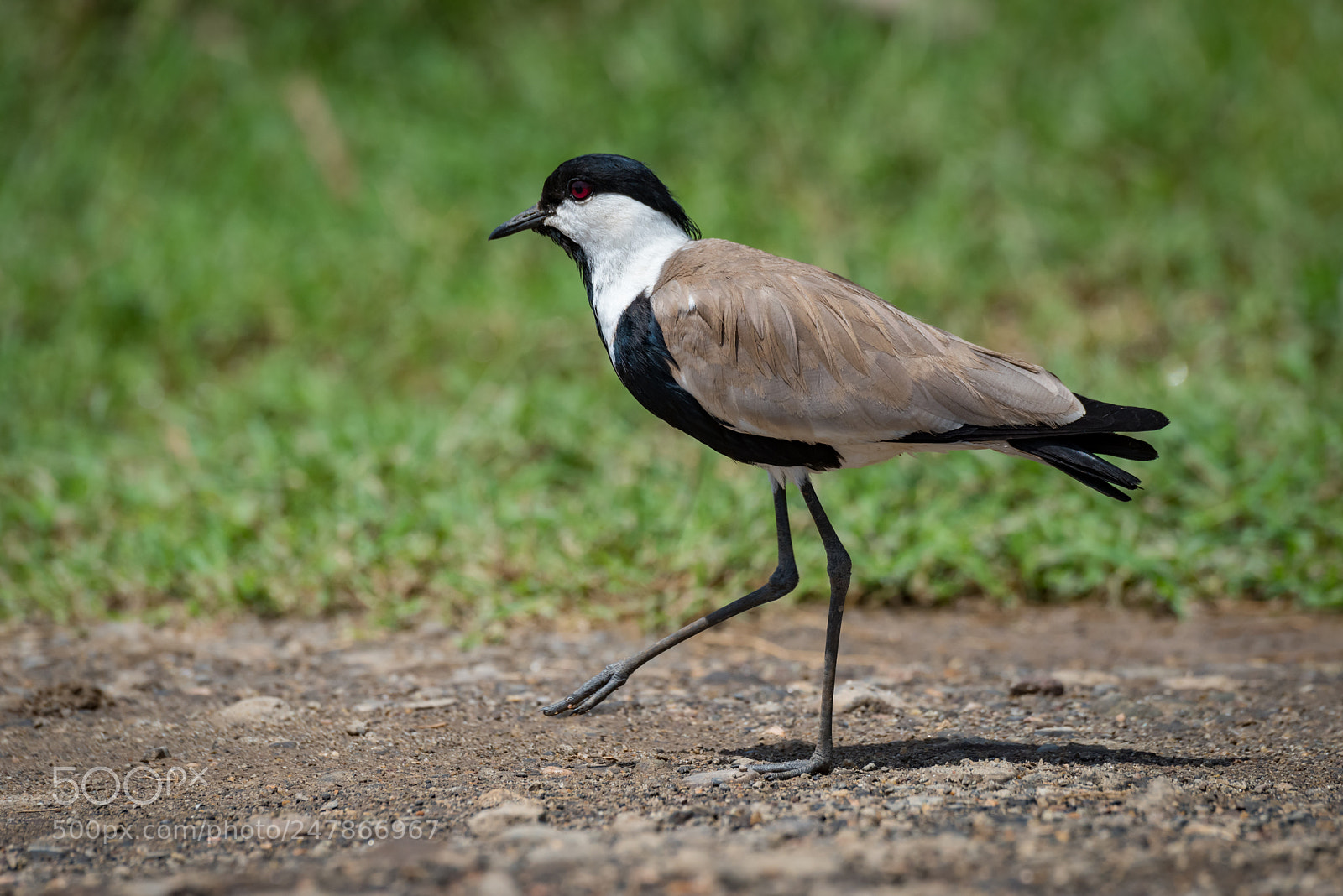 Nikon D810 sample photo. Blacksmith plover walks across photography