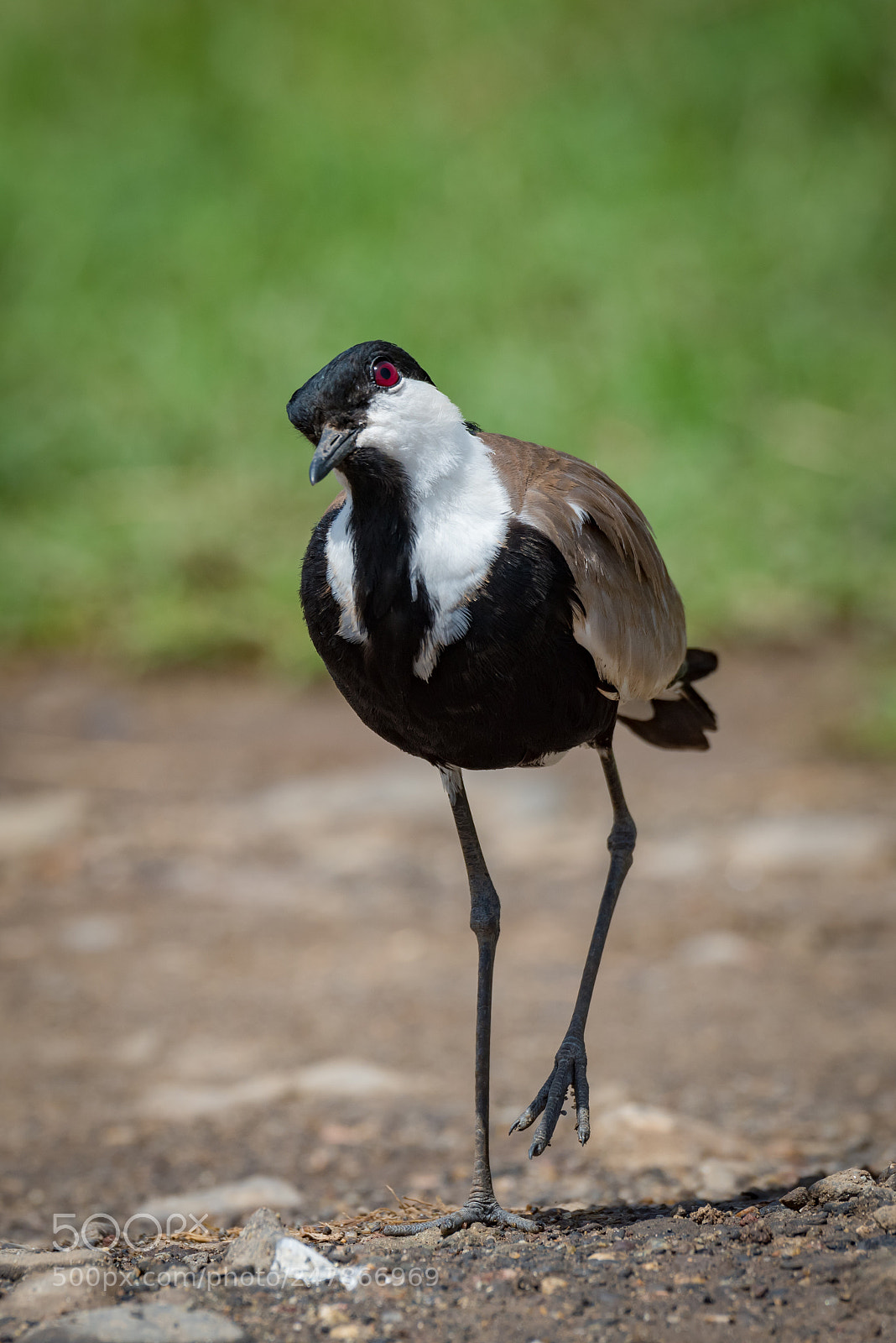 Nikon D810 sample photo. Blacksmith plover with cocked photography