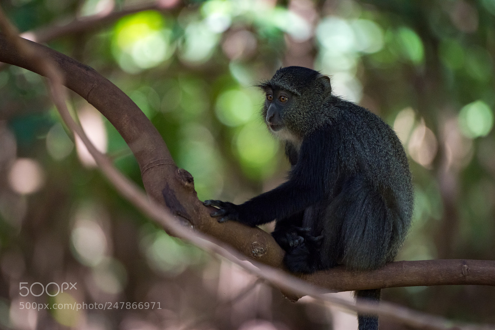 Nikon D810 sample photo. Blue monkey sitting on photography