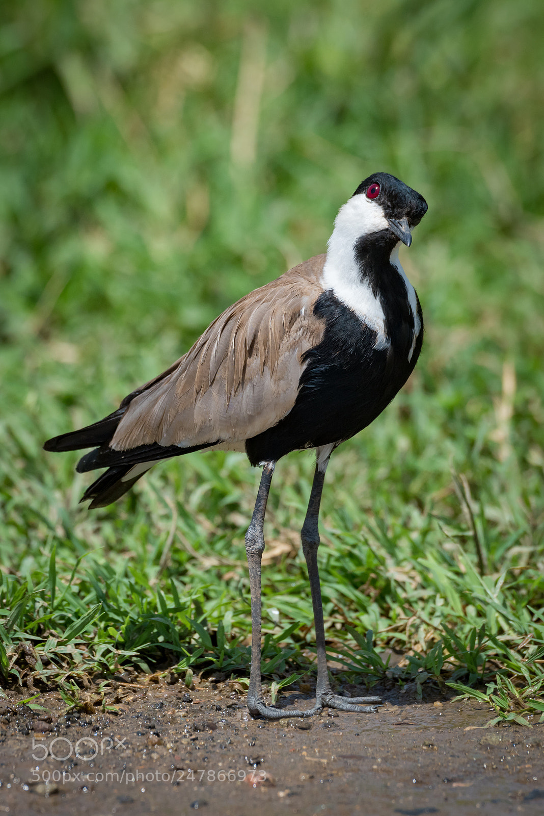 Nikon D810 sample photo. Blacksmith plover with head photography