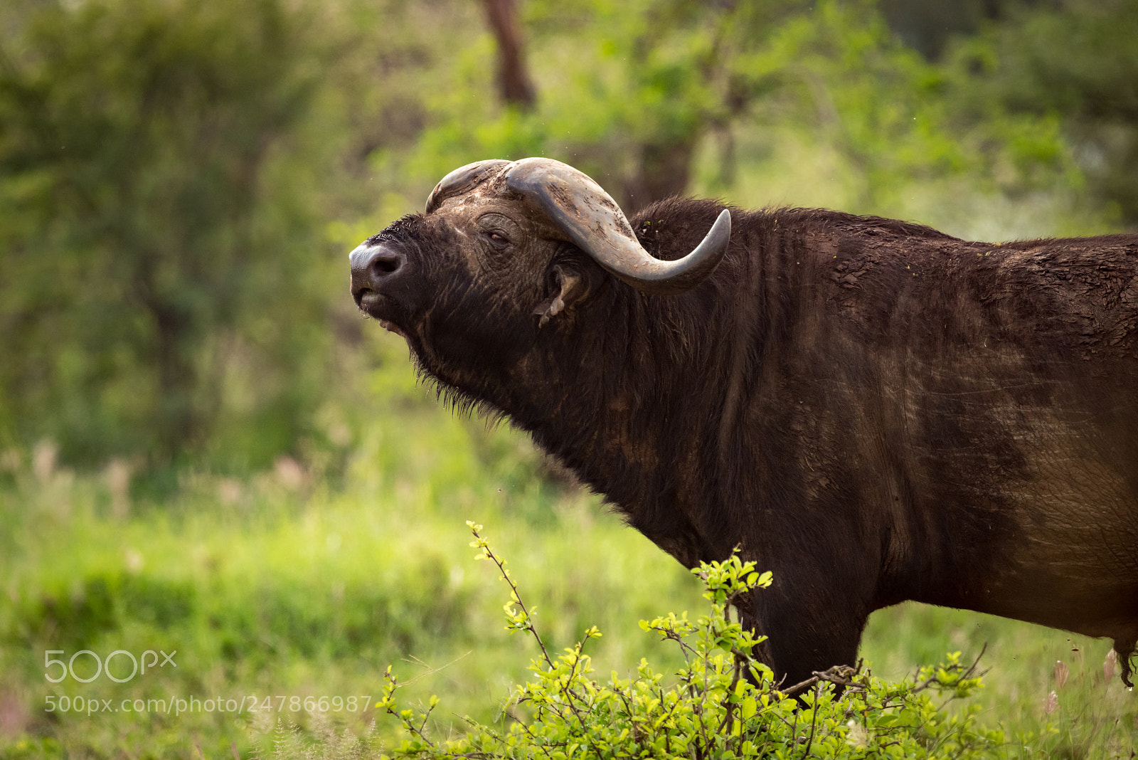 Nikon D810 sample photo. Cape buffalo lifts head photography