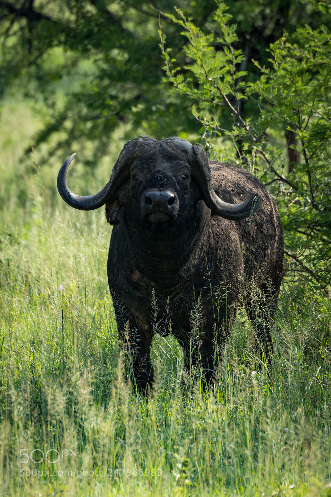 Nikon D850 sample photo. Cape buffalo looks at photography