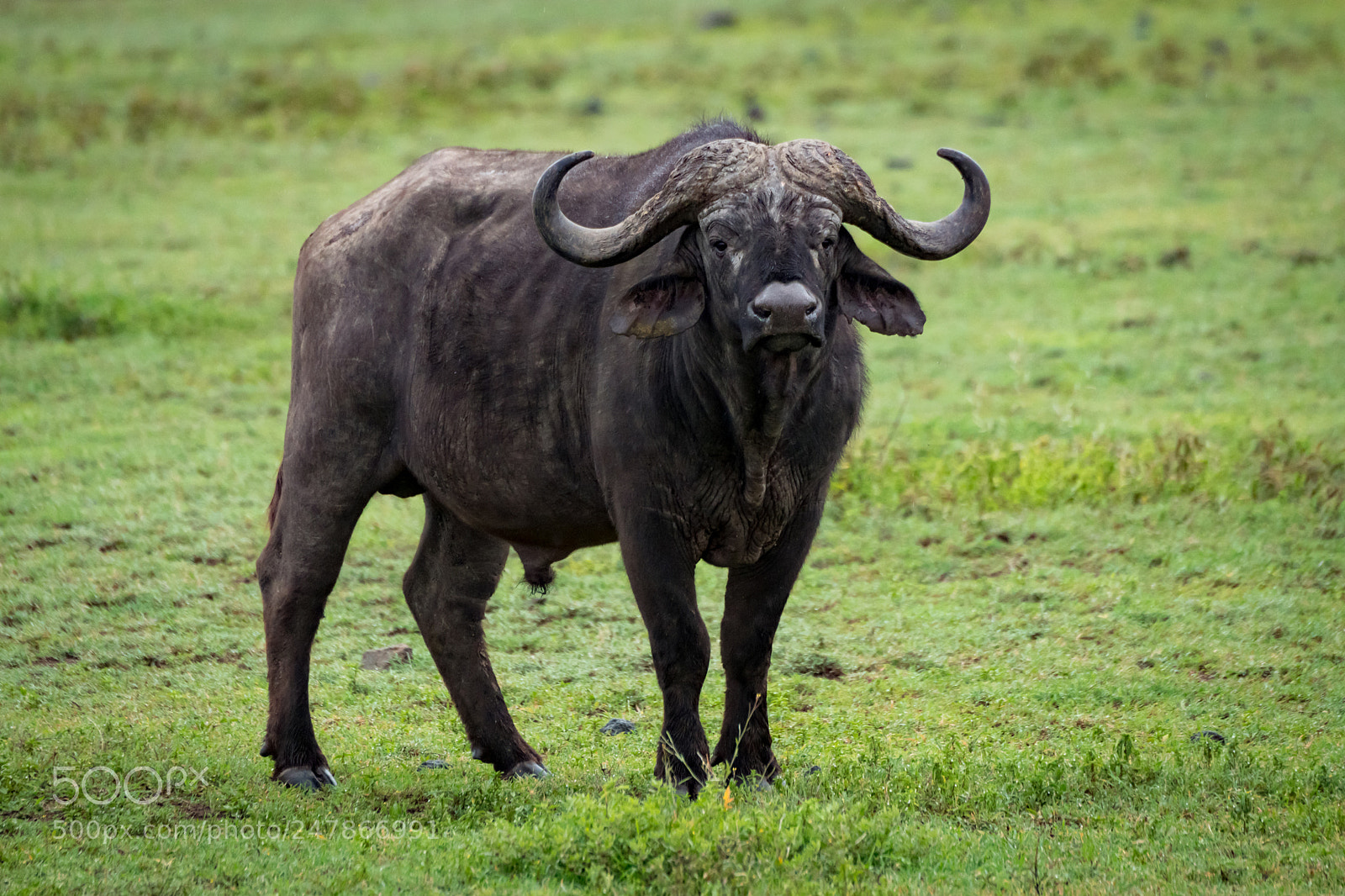 Nikon D850 sample photo. Cape buffalo stands in photography