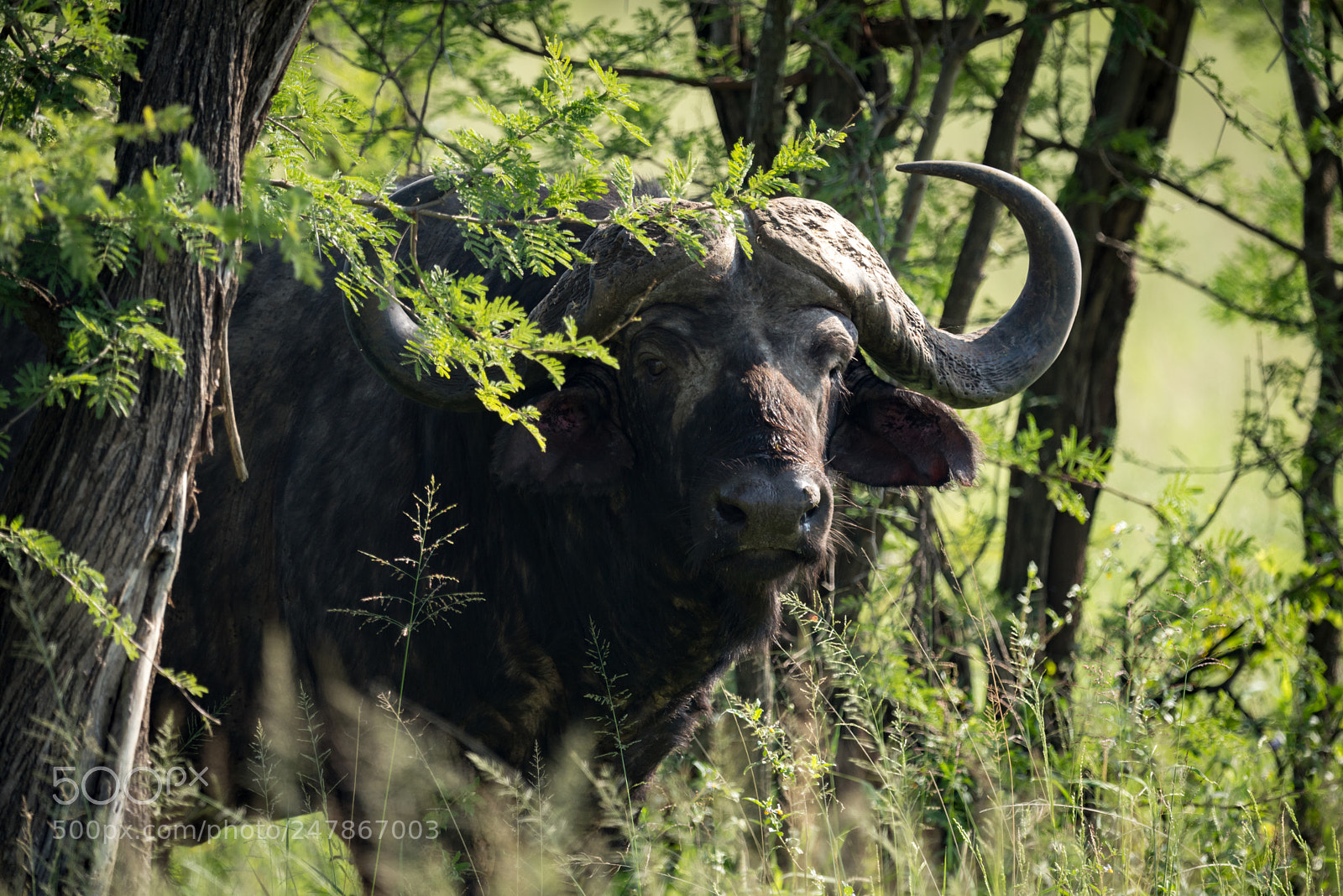 Nikon D810 sample photo. Cape buffalo staring at photography