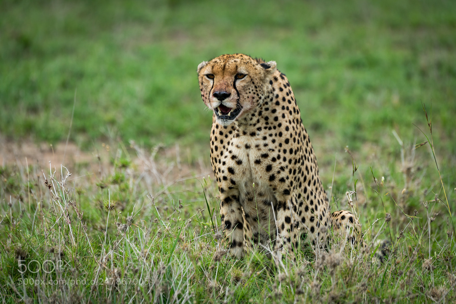 Nikon D850 sample photo. Cheetah sits staring ahead photography