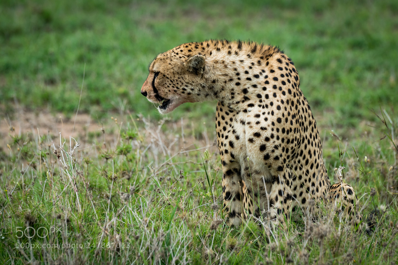 Nikon D850 sample photo. Cheetah sitting and stretching photography