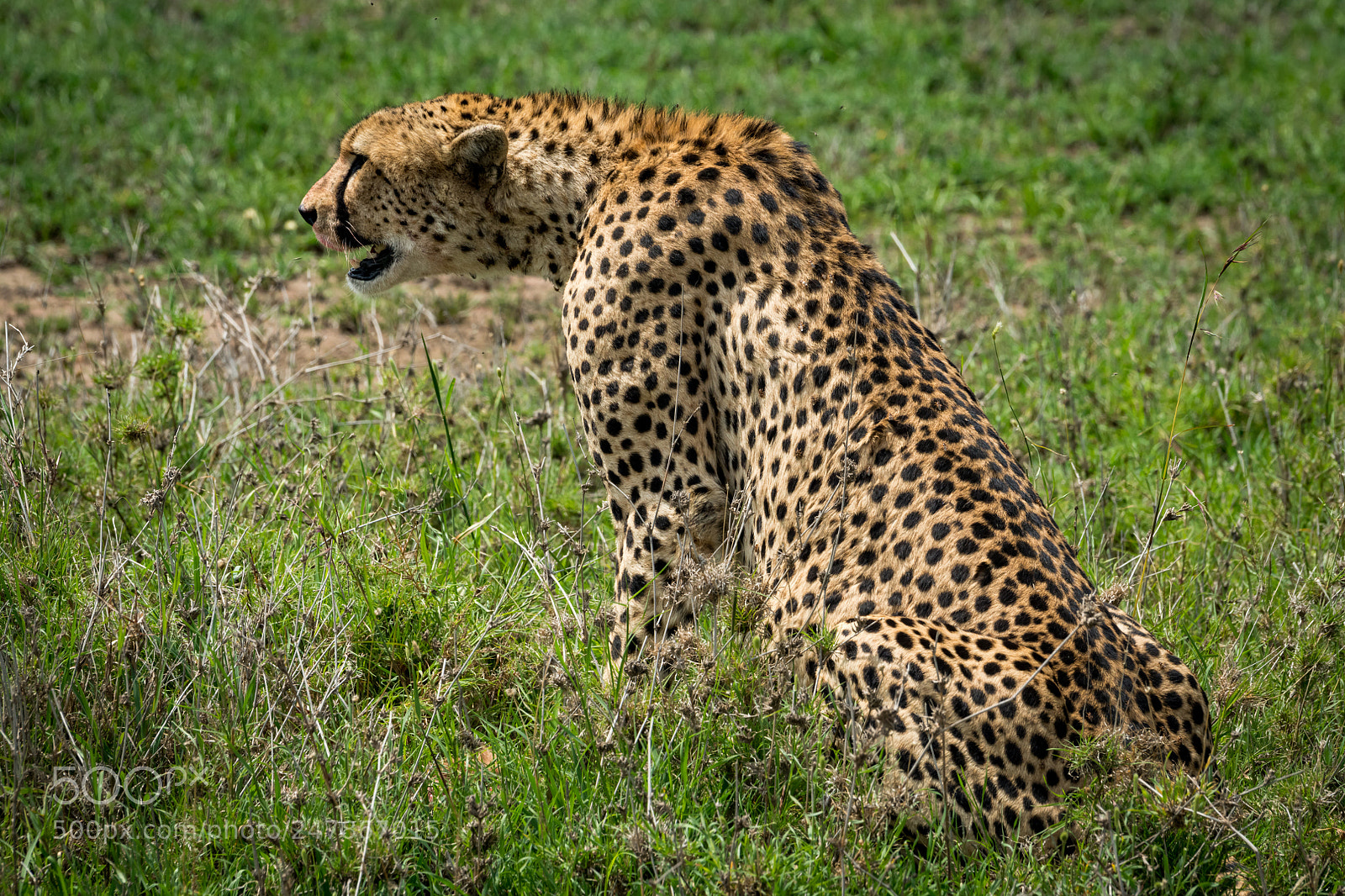 Nikon D850 sample photo. Cheetah sitting in grass photography
