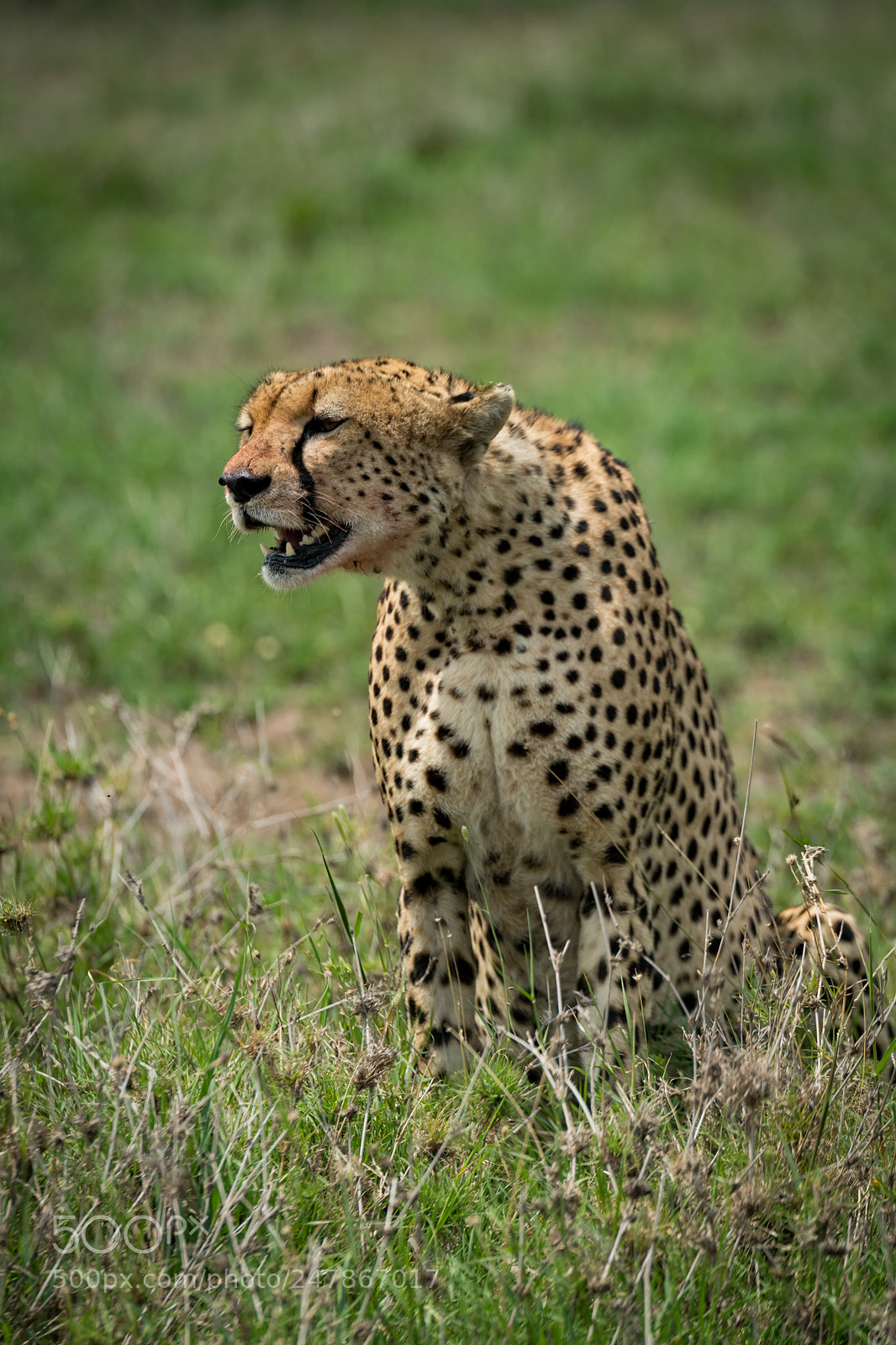 Nikon D850 sample photo. Cheetah sitting in grass photography
