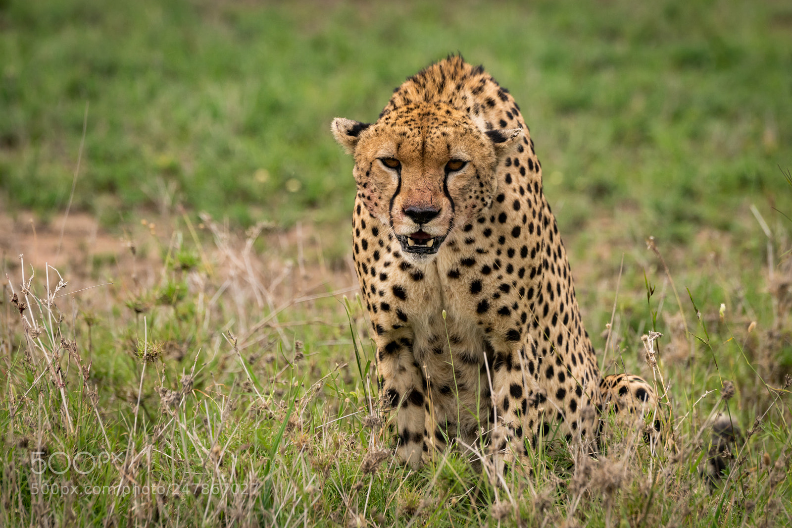 Nikon D850 sample photo. Cheetah sitting in tall photography