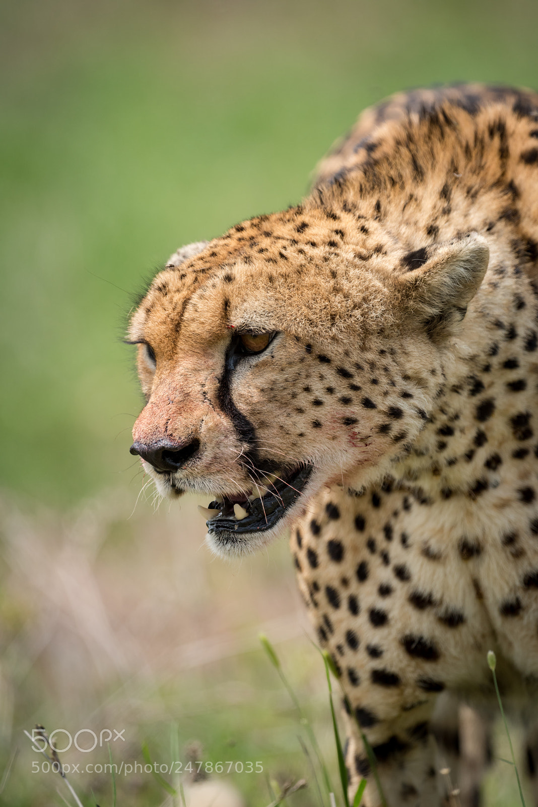 Nikon D810 sample photo. Cheetah standing in grass photography