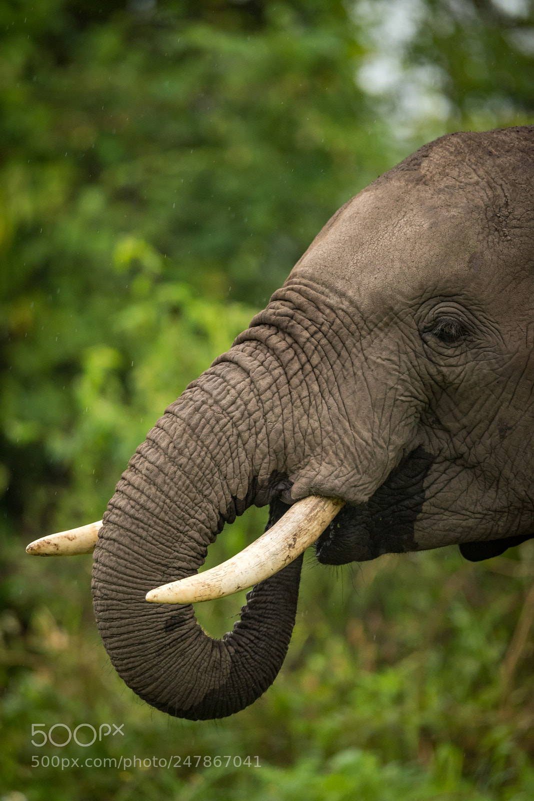 Nikon D810 sample photo. Close-up of african elephant photography