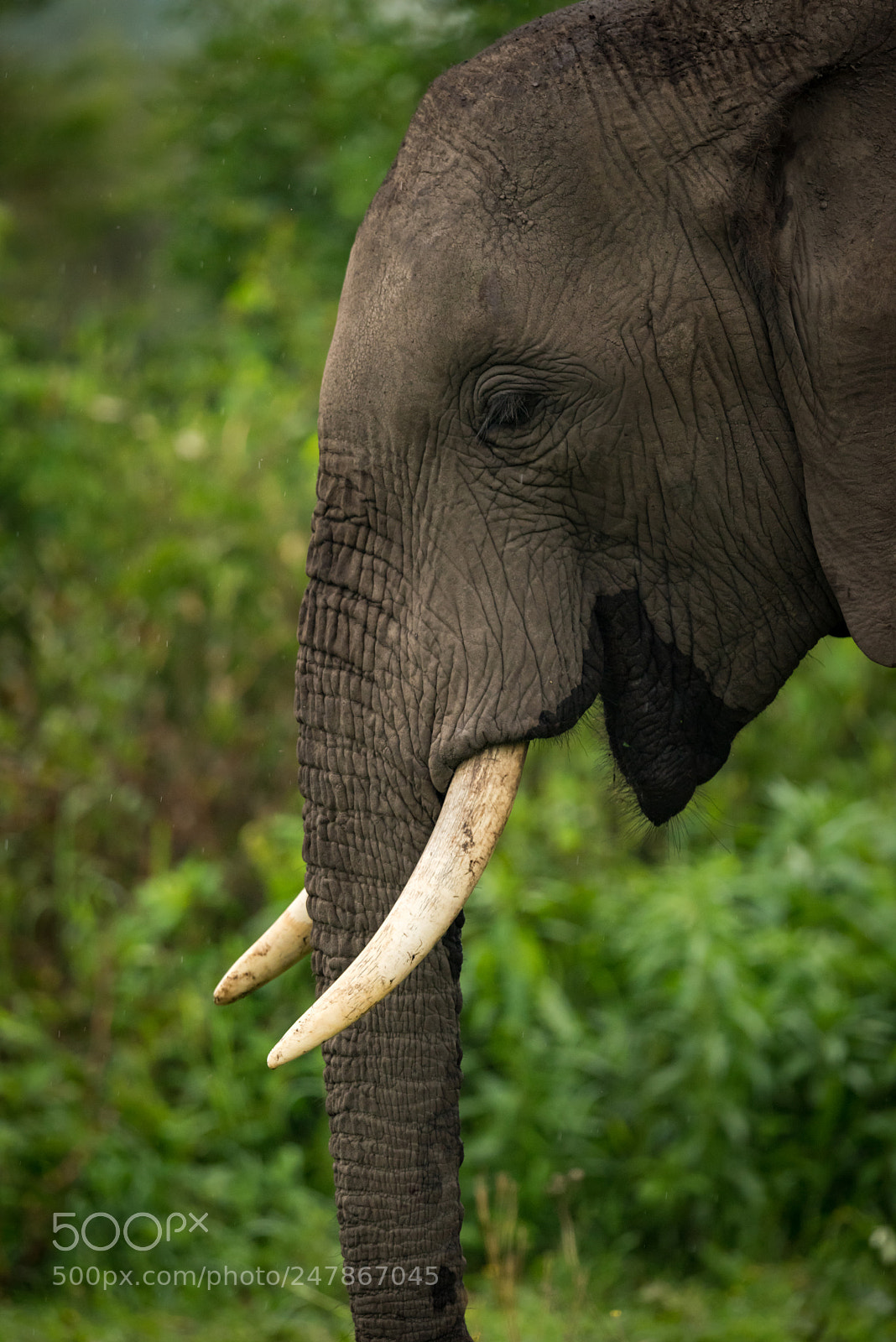 Nikon D810 sample photo. Close-up of african elephant photography