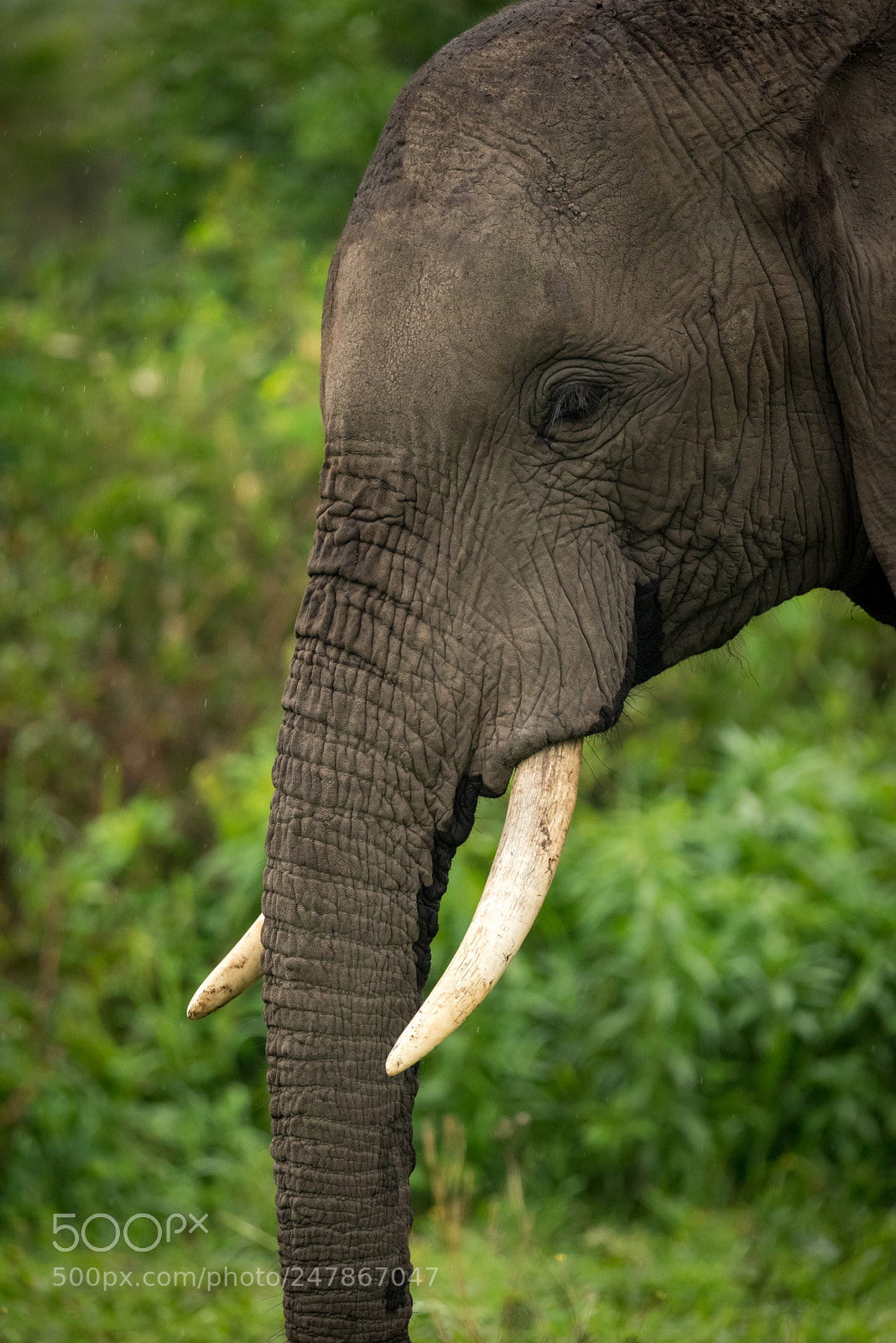 Nikon D810 sample photo. Close-up of african elephant photography