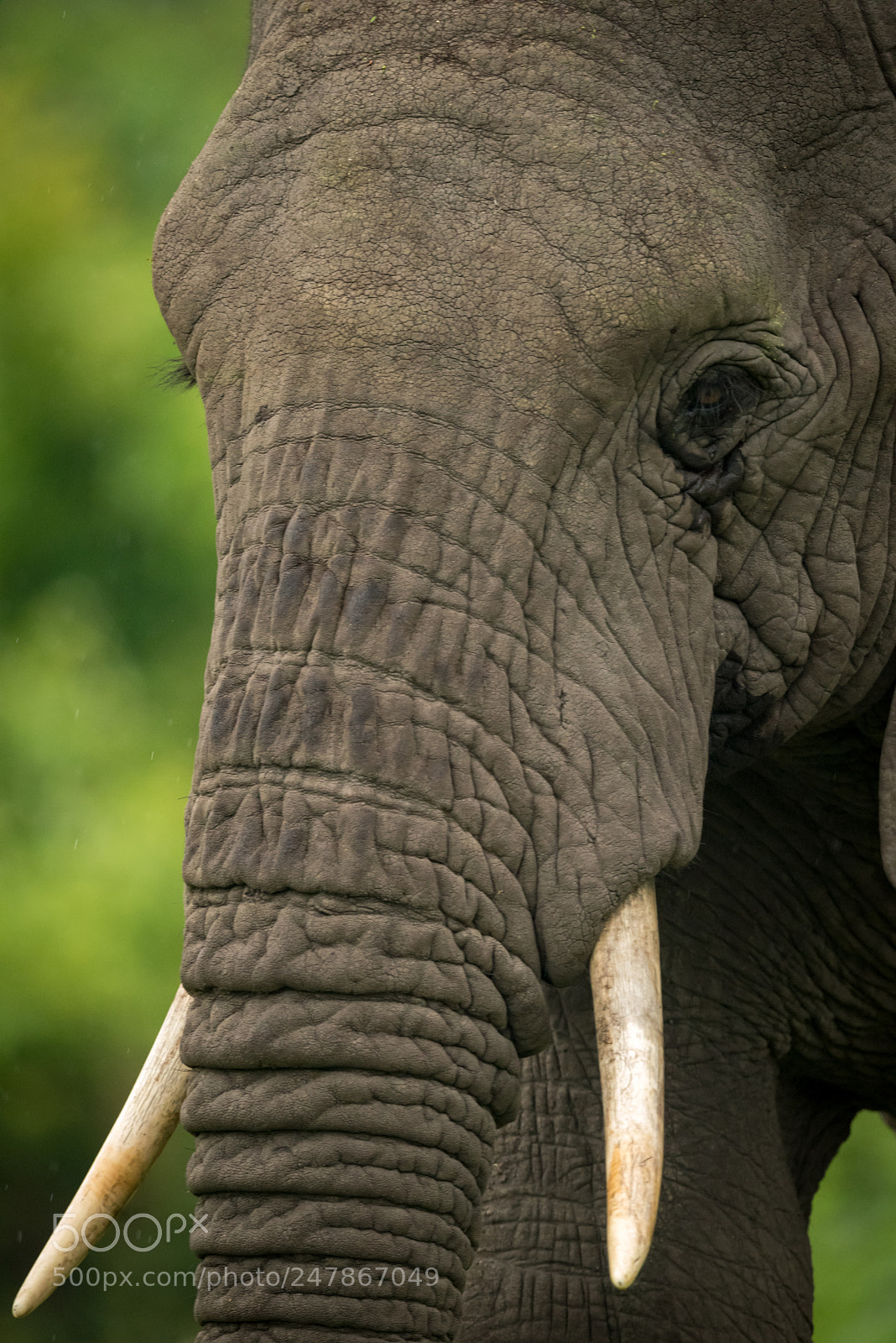 Nikon D810 sample photo. Close-up of african elephant photography