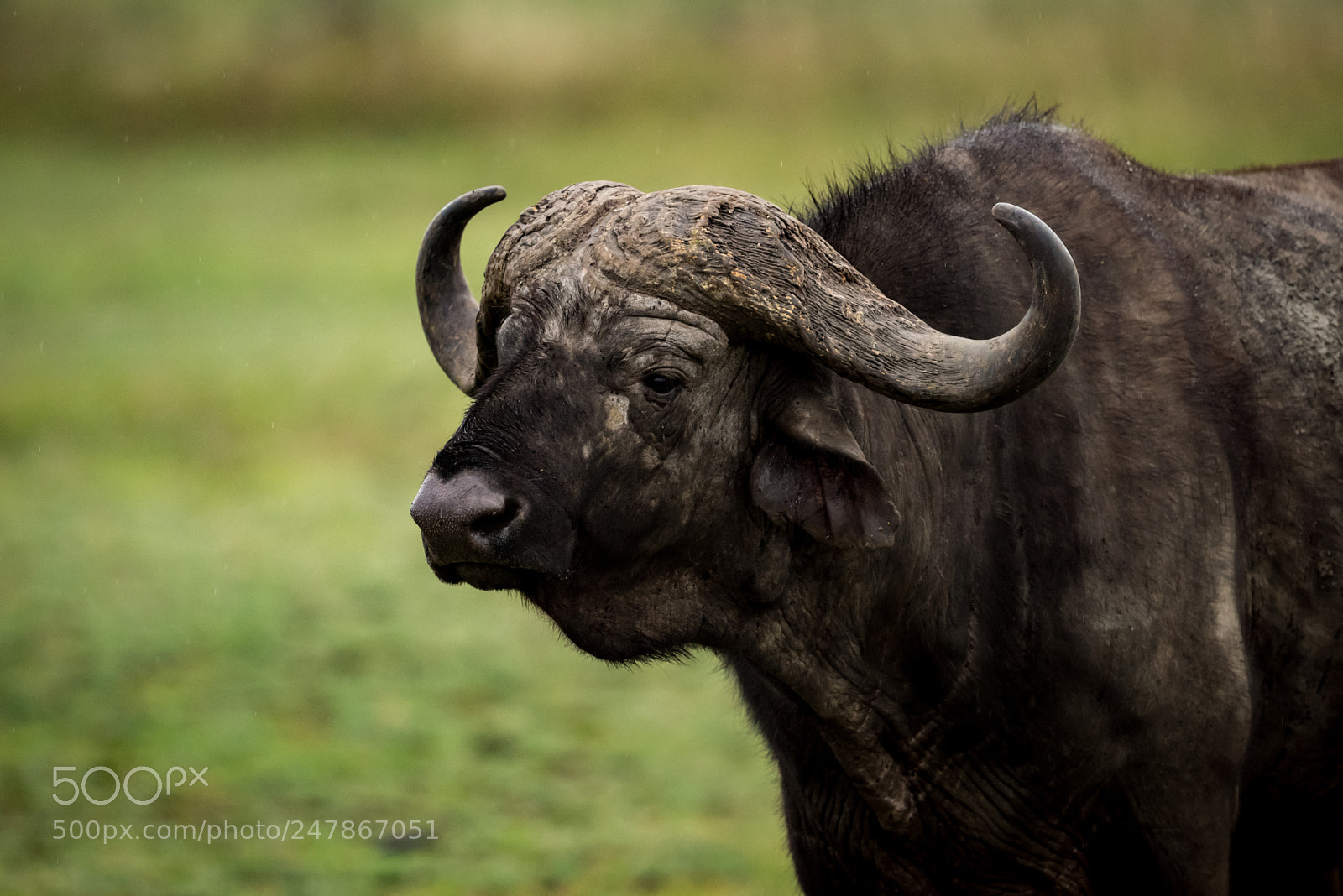 Nikon D810 sample photo. Cape buffalo stands in photography