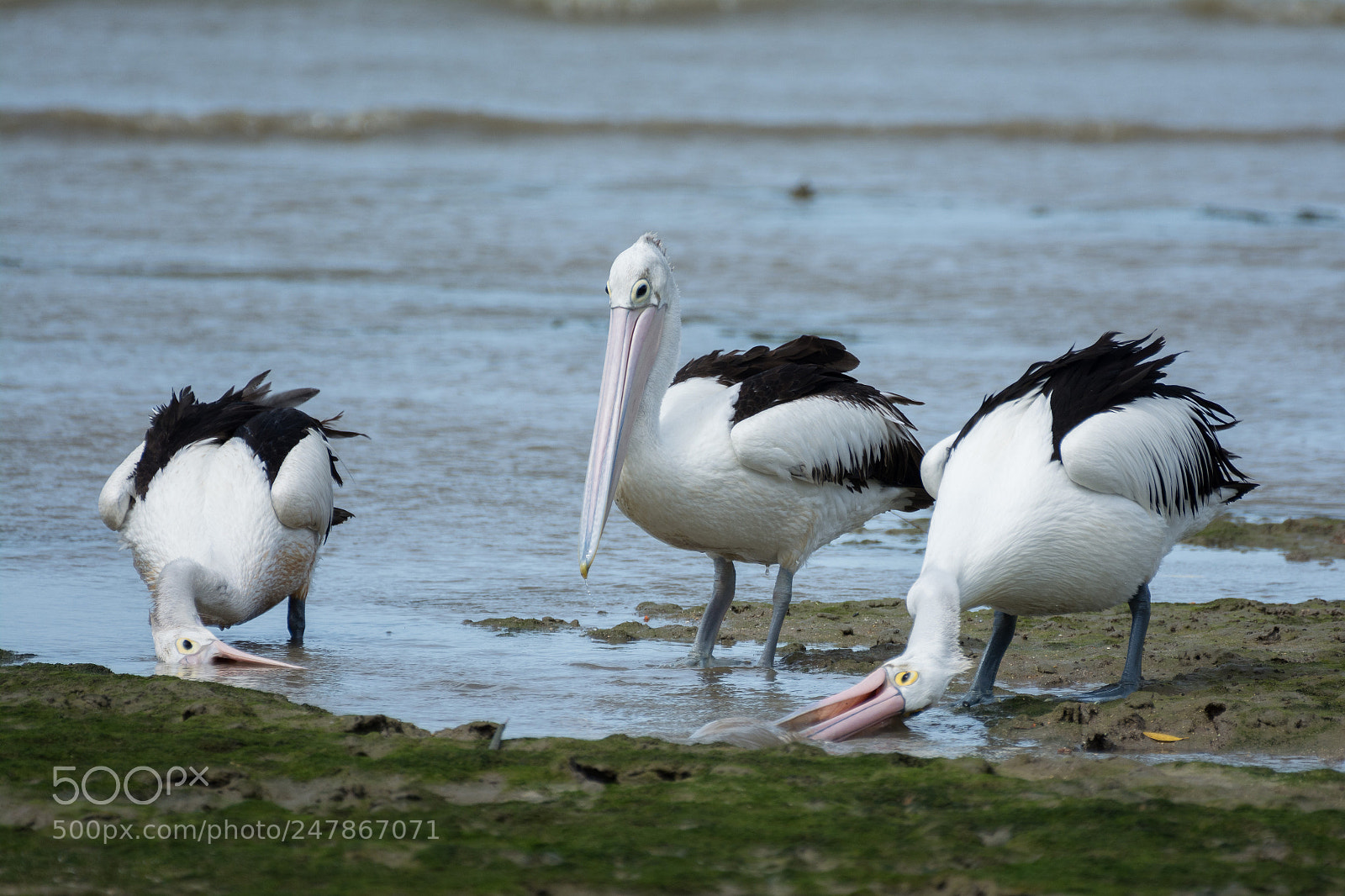 Nikon D5200 sample photo. Australian pelicans doing pelican photography