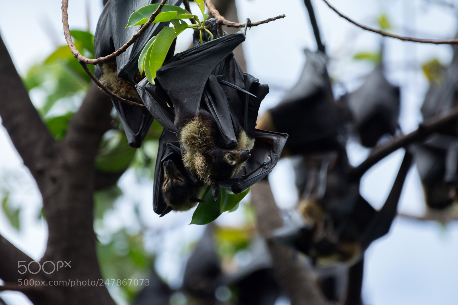 Nikon D5200 sample photo. Spectacled flying fox pteropus photography