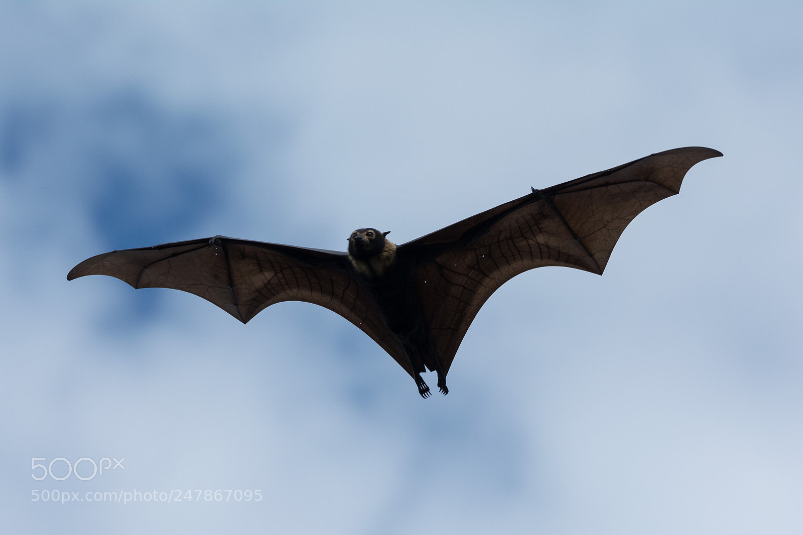 Nikon D5200 sample photo. Spectacled flying fox pteropus photography