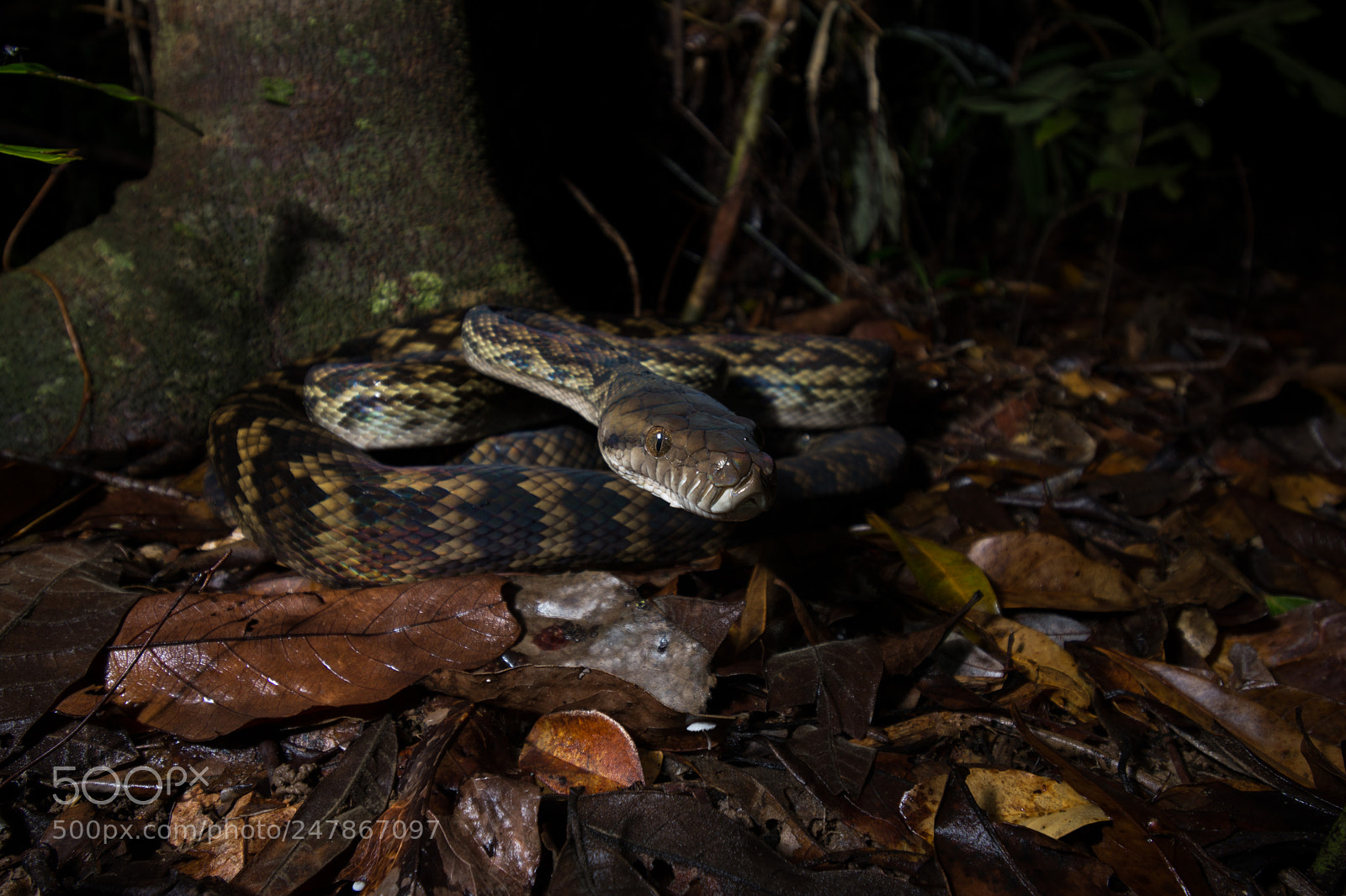 Nikon D5200 sample photo. Australian scrub python simalia photography