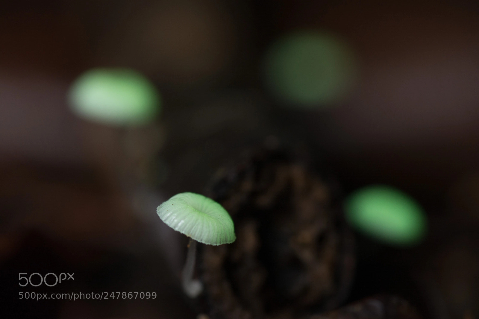 Nikon D5200 sample photo. Mycena chlorophanos photography